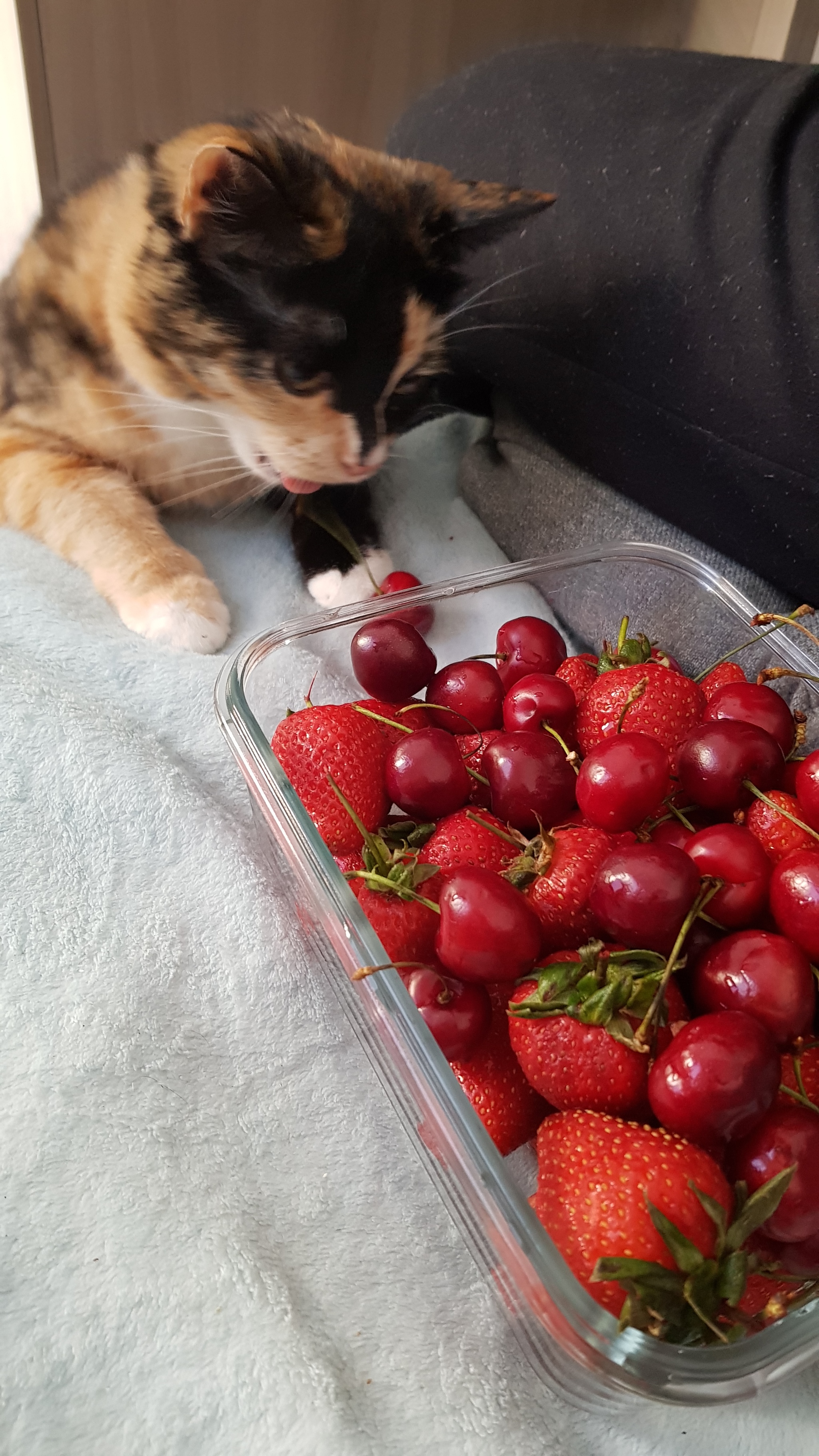 Daring robbery - My, Tricolor cat, Strawberry (plant), Cherries, Longpost, cat, Animals