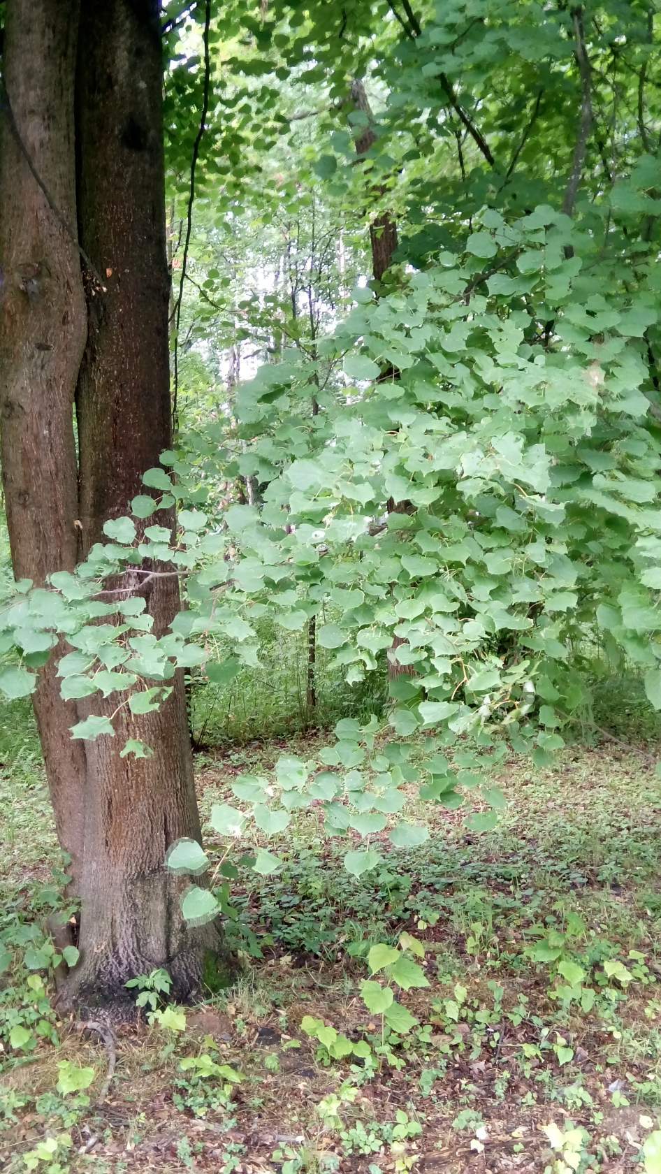 Весеннее кружево - Моё, Природа, Весна, Лес, Дерево