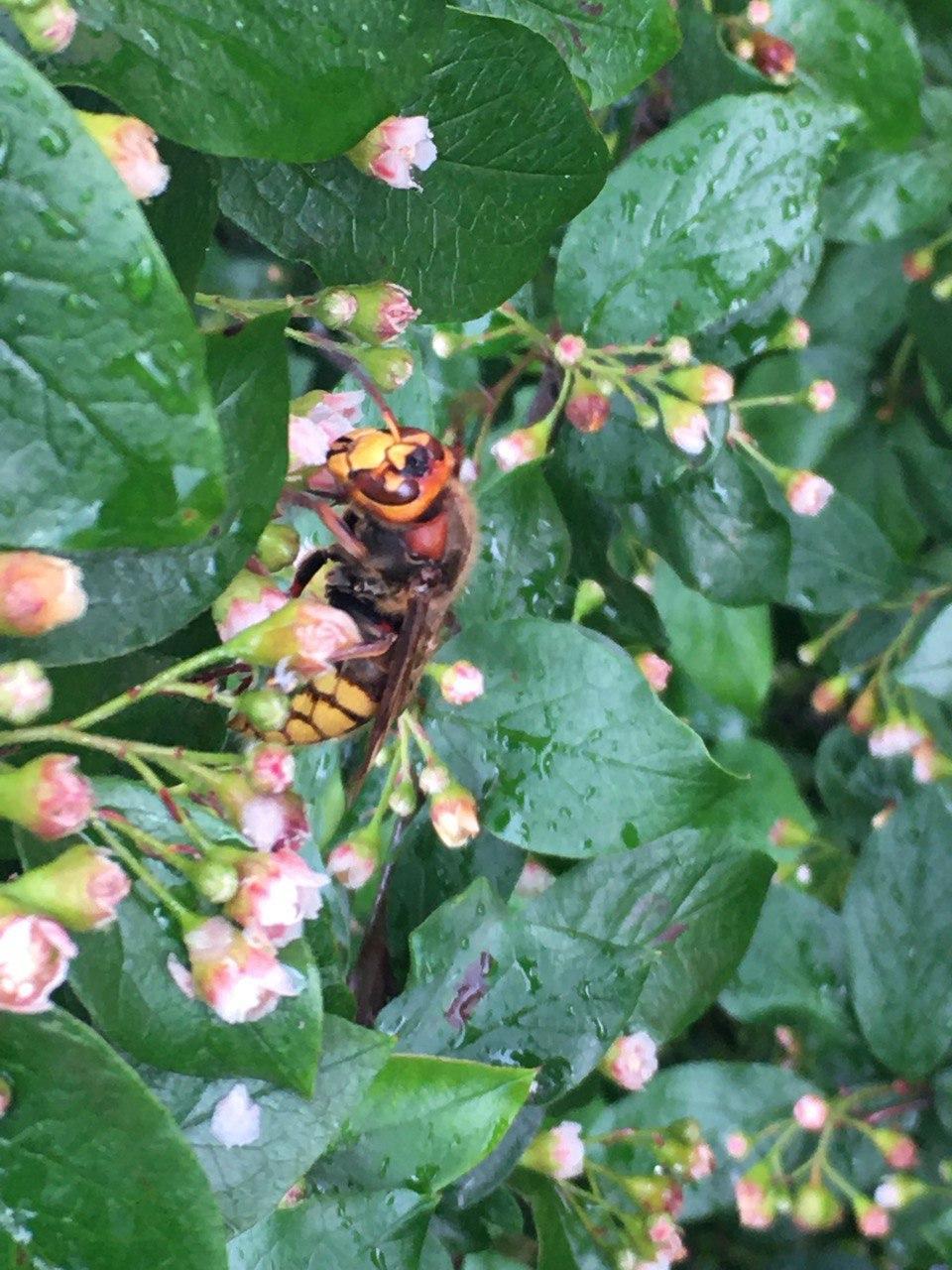 Who are you, creature? - My, Insects, Hornet, Giants, Suddenly, Longpost