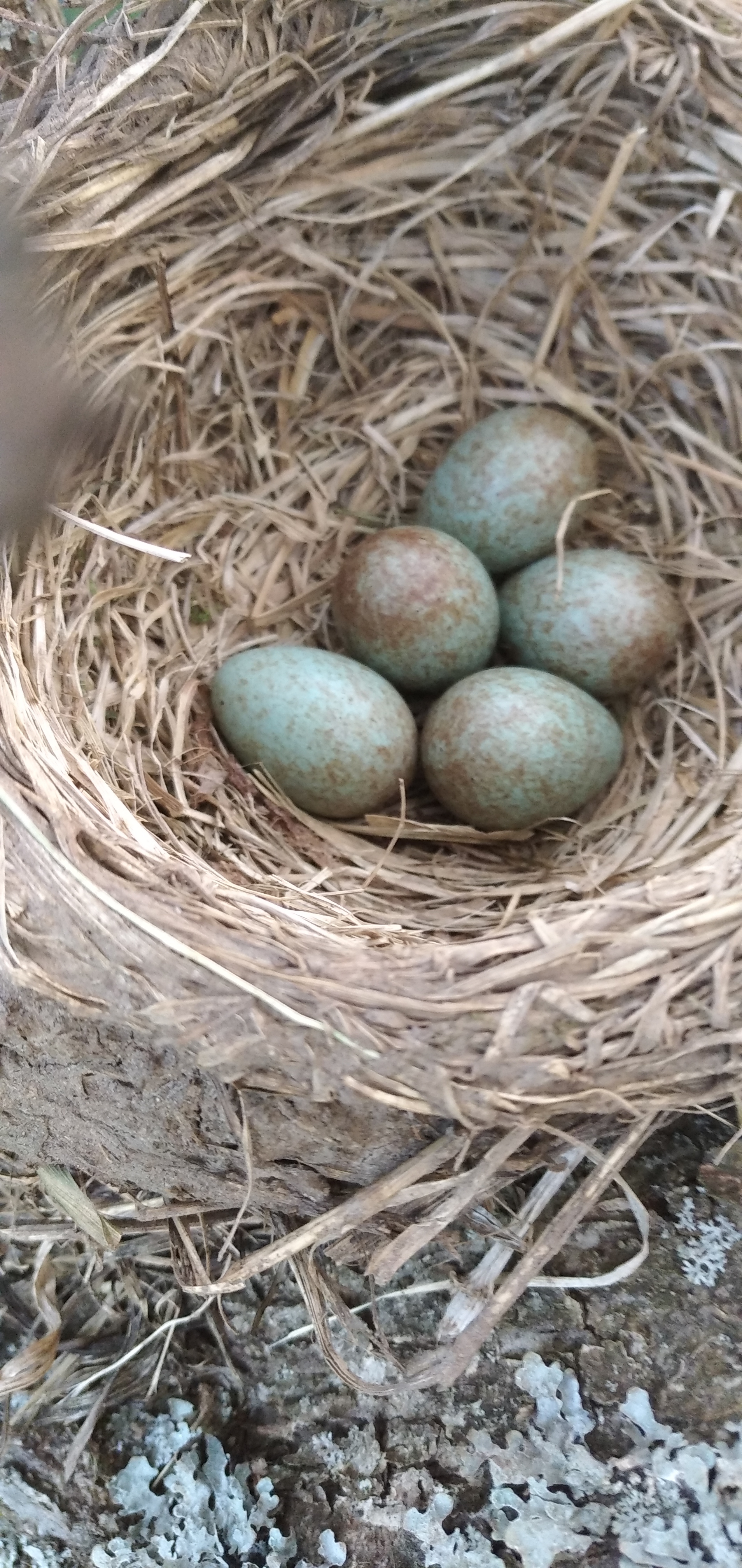 Nest - My, Birds, Nest, Nature, wildlife, Vertical video, Village, Chick, Video, Longpost