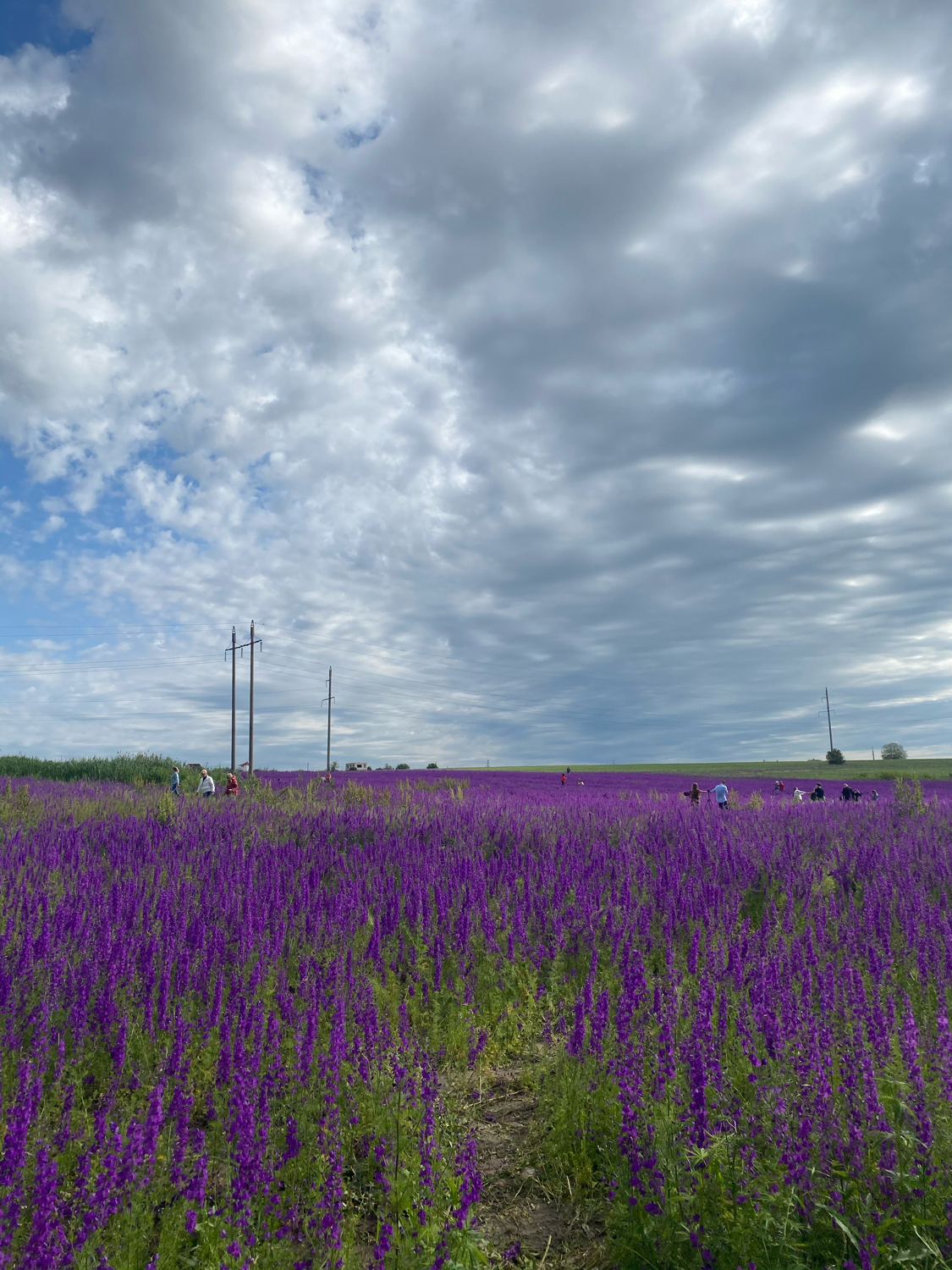 Purple Fields 2.0 - My, Delphinium, Lavender, The photo, Quarantine, Longpost