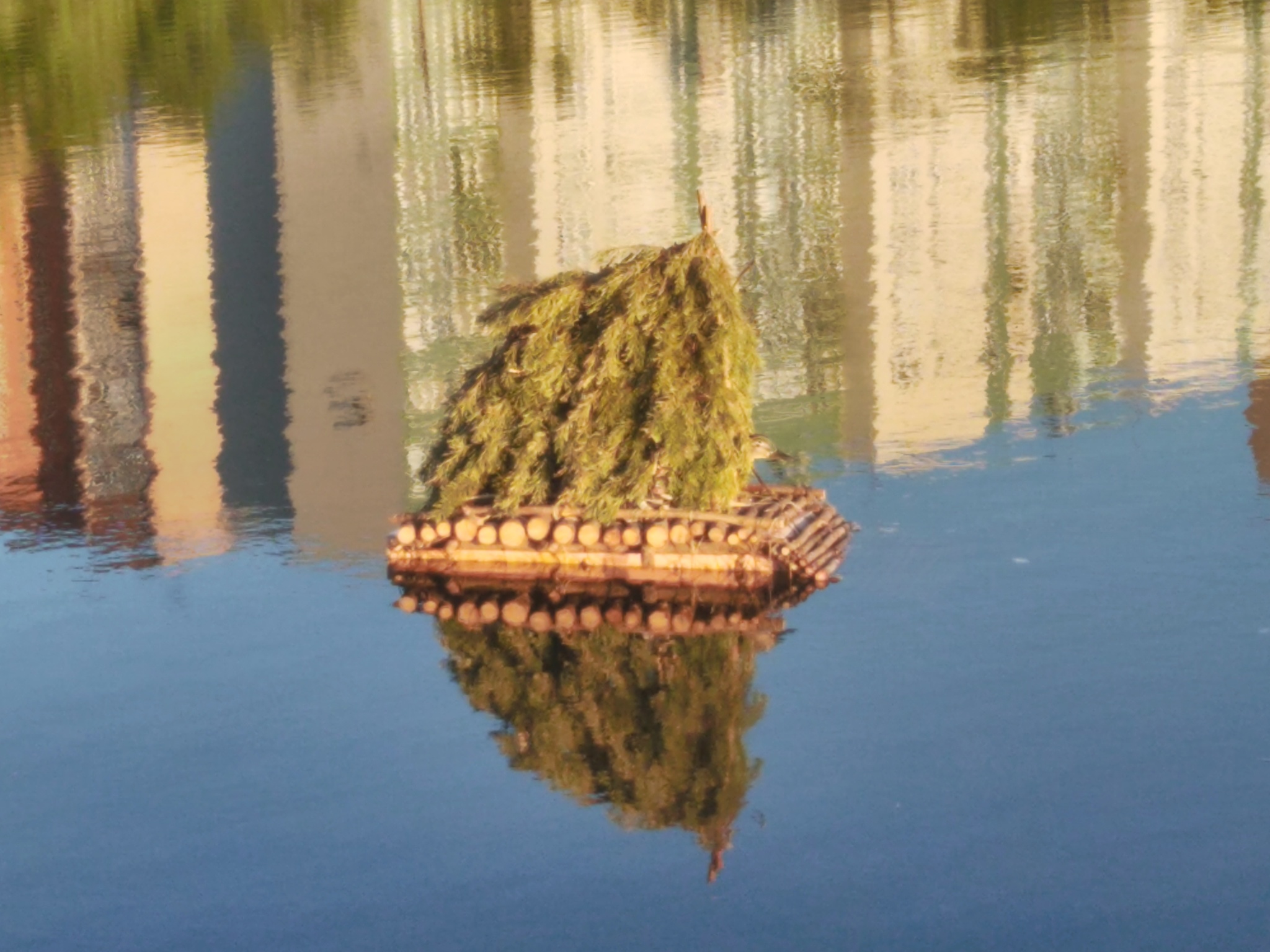 Duck in the house - My, Duck, House on the water, Birds, Pond, Photo on sneaker, Saint Petersburg, Longpost