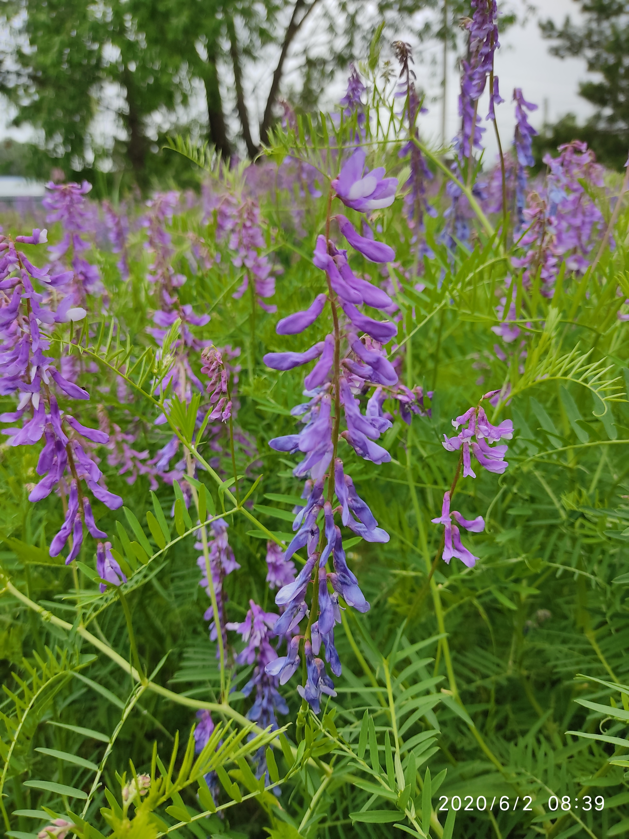 Flowers of the Urals - My, Flowers, Mobile photography, Meadow, edge, Longpost