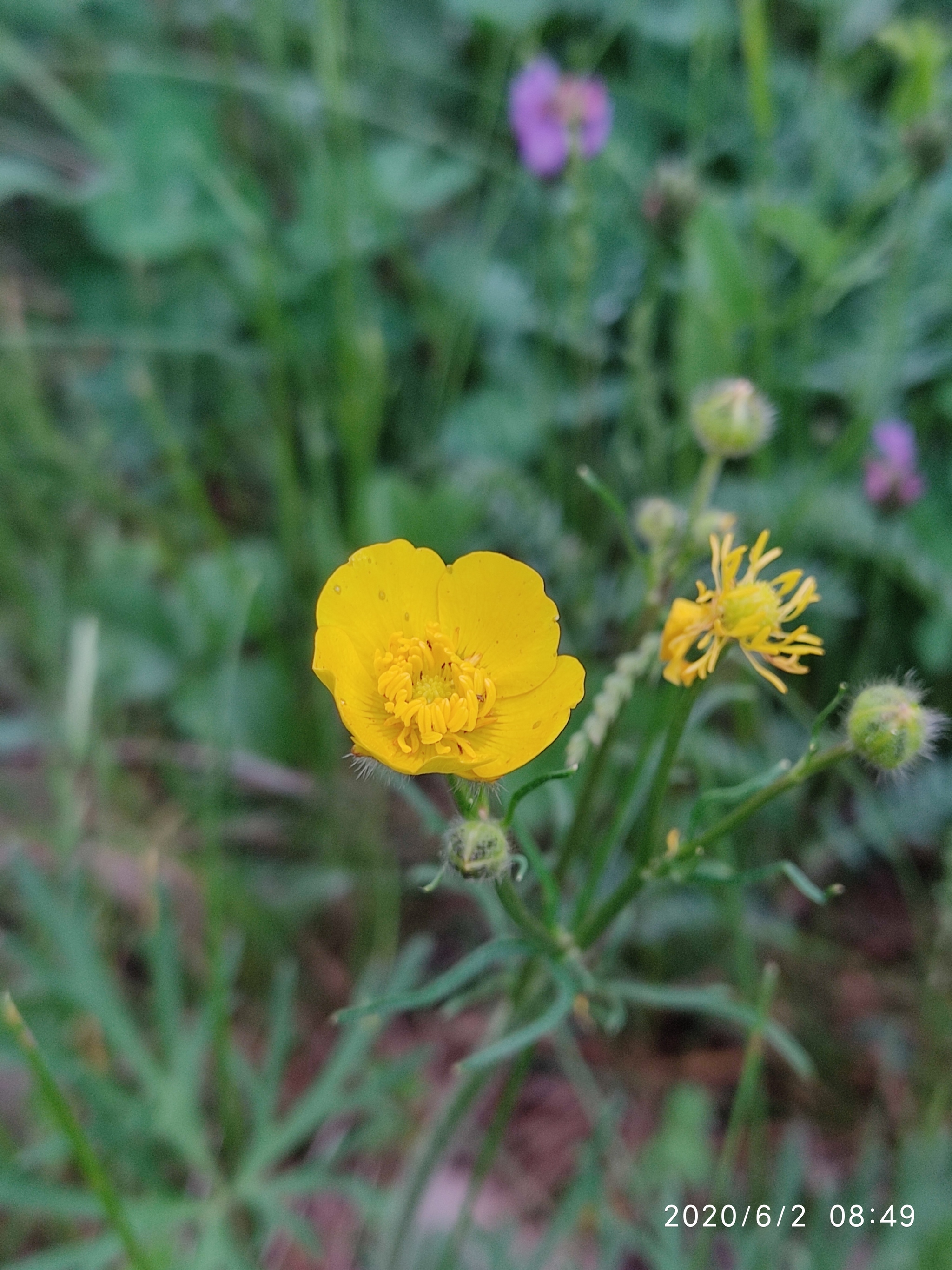 Flowers of the Urals - My, Flowers, Mobile photography, Meadow, edge, Longpost