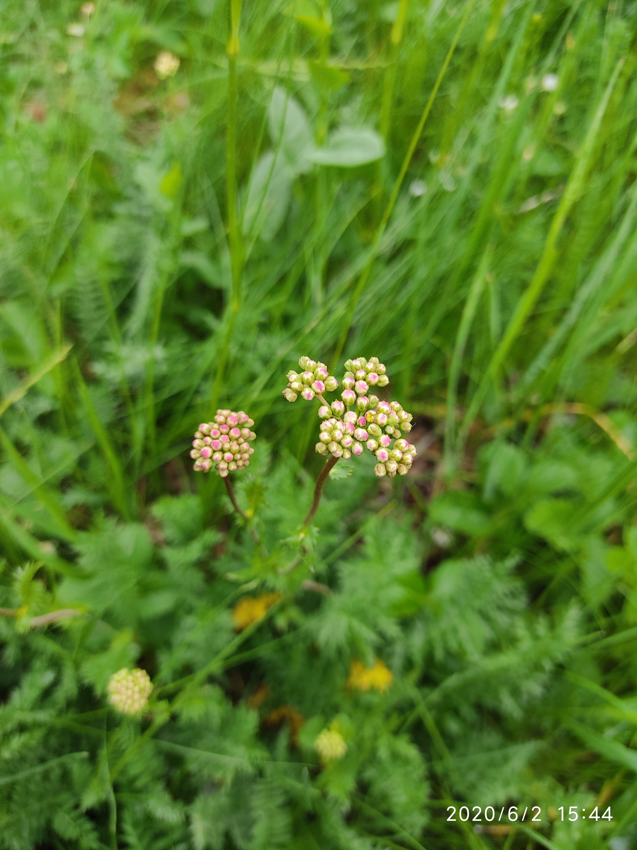 Flowers of the Urals - My, Flowers, Mobile photography, Meadow, edge, Longpost