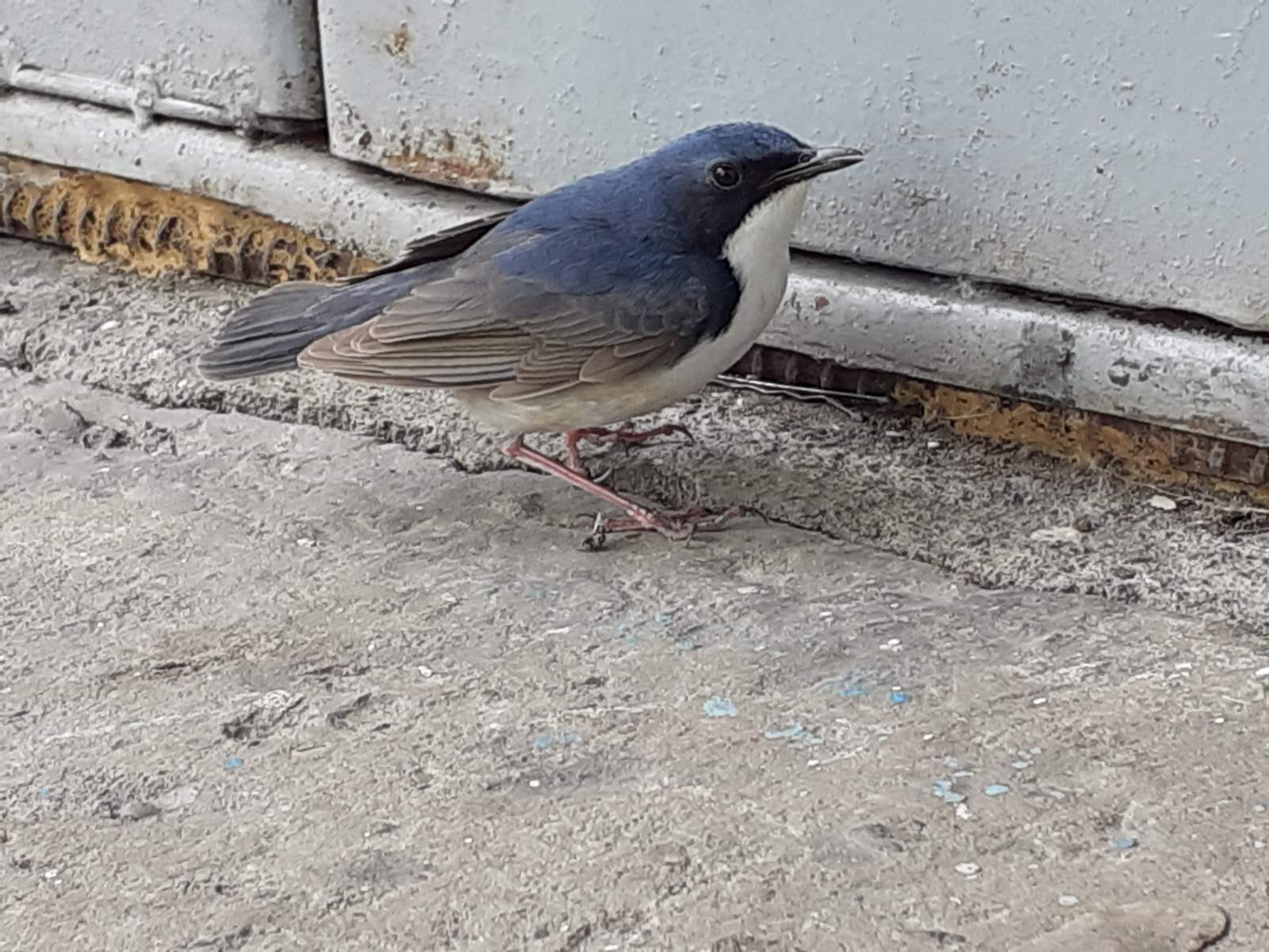 Ornithological power of peekaboo, I call upon you - My, What kind of bird?, Ornithology