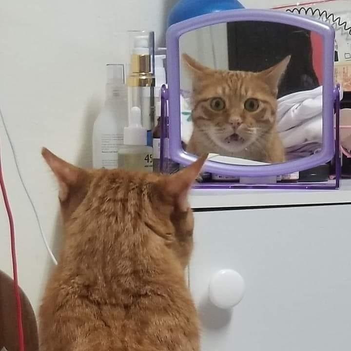 When in the reflection there is some kind of face instead of you - cat, Mirror