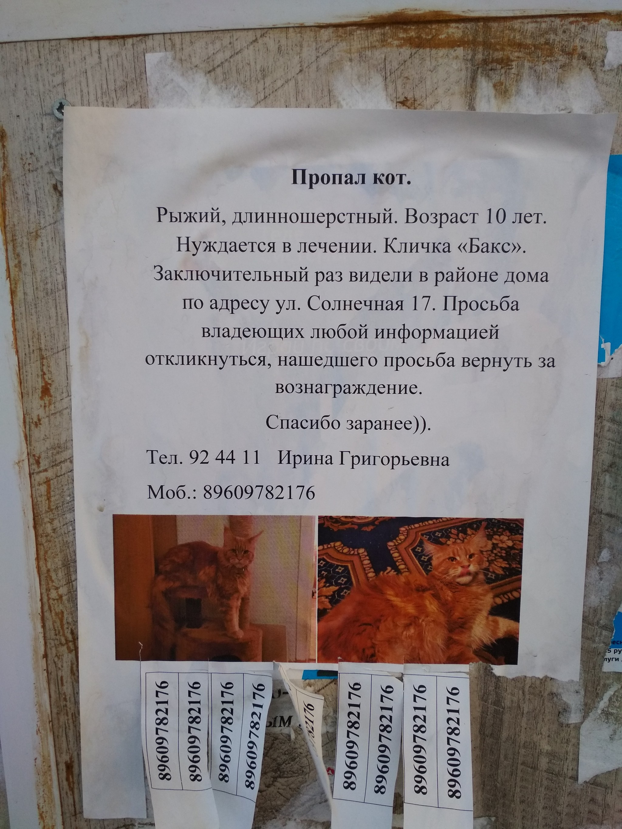 The paratroopers lost their cat. Tomsk - The missing, cat, Tomsk