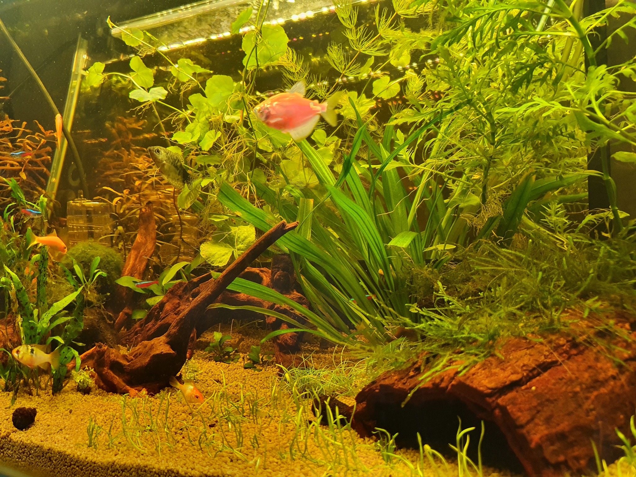 Moving from 80L to 130L - My, Aquarium, Hobby, Apistogram of ramirezi, Corydoras, Thorns, Neons, Ancistrus, Gourami, Longpost