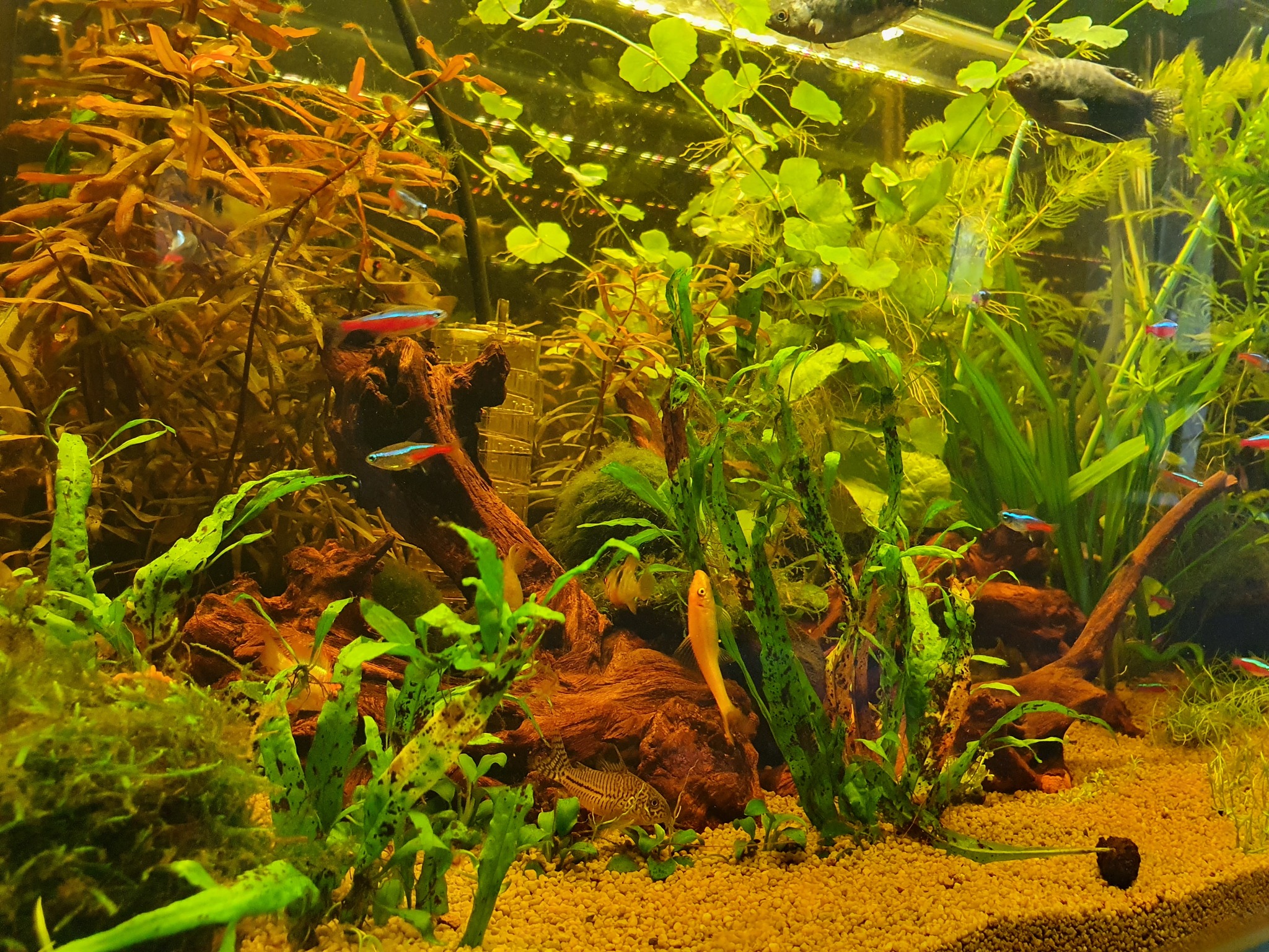 Moving from 80L to 130L - My, Aquarium, Hobby, Apistogram of ramirezi, Corydoras, Thorns, Neons, Ancistrus, Gourami, Longpost