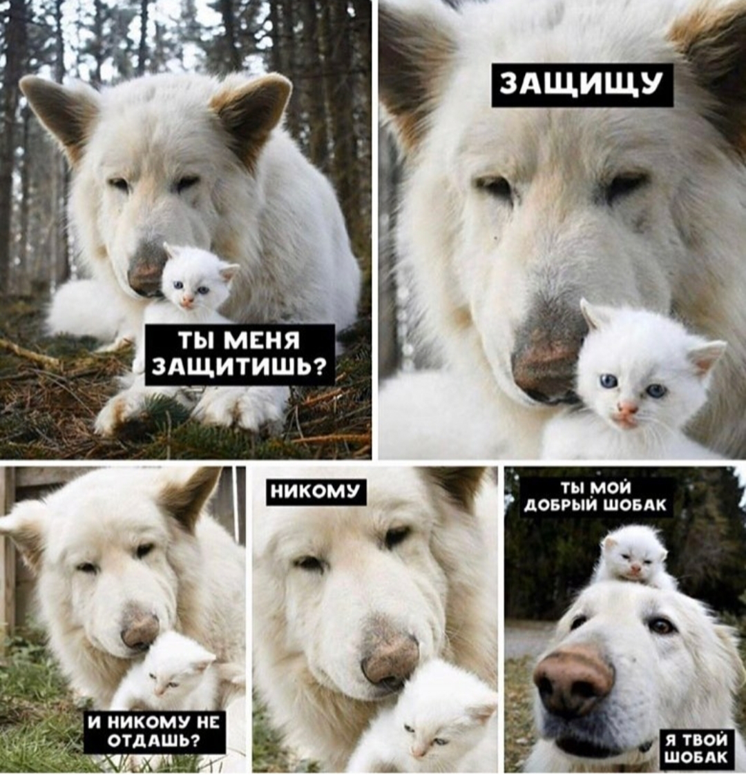 Shobak - Dog, cat, Milota, Animals, Memes, Fluffy