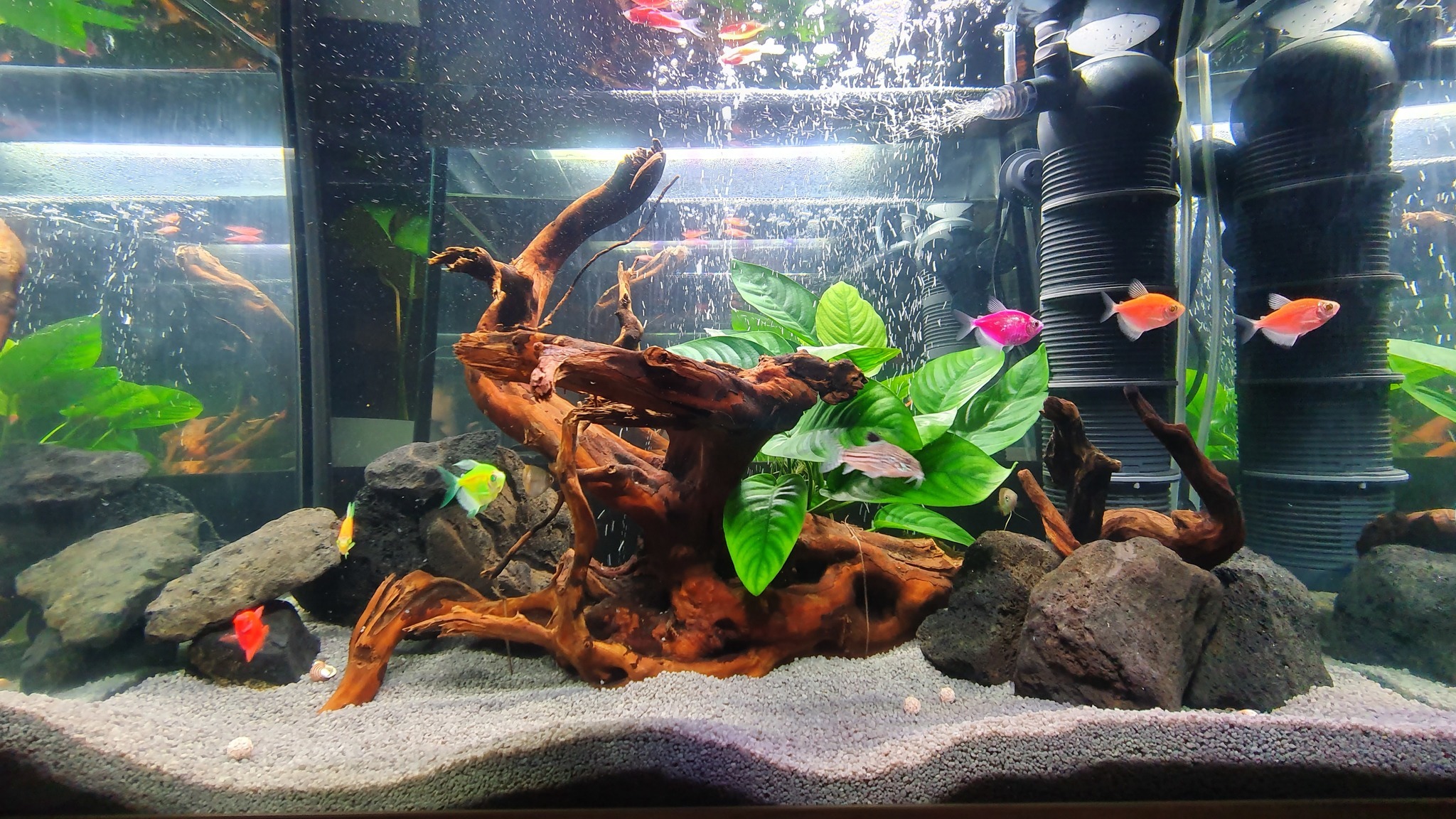 Moving from 80L to 130L - My, Aquarium, Hobby, Apistogram of ramirezi, Corydoras, Thorns, Neons, Ancistrus, Gourami, Longpost