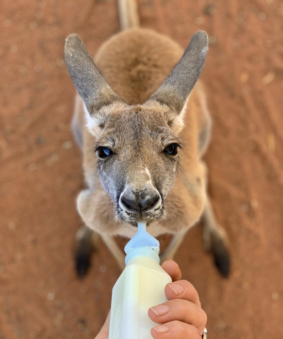 Animal News - Kangaroo, Animal Rescue, Wild animals, Milota, Help, Camels, Kindness, Australia, Longpost