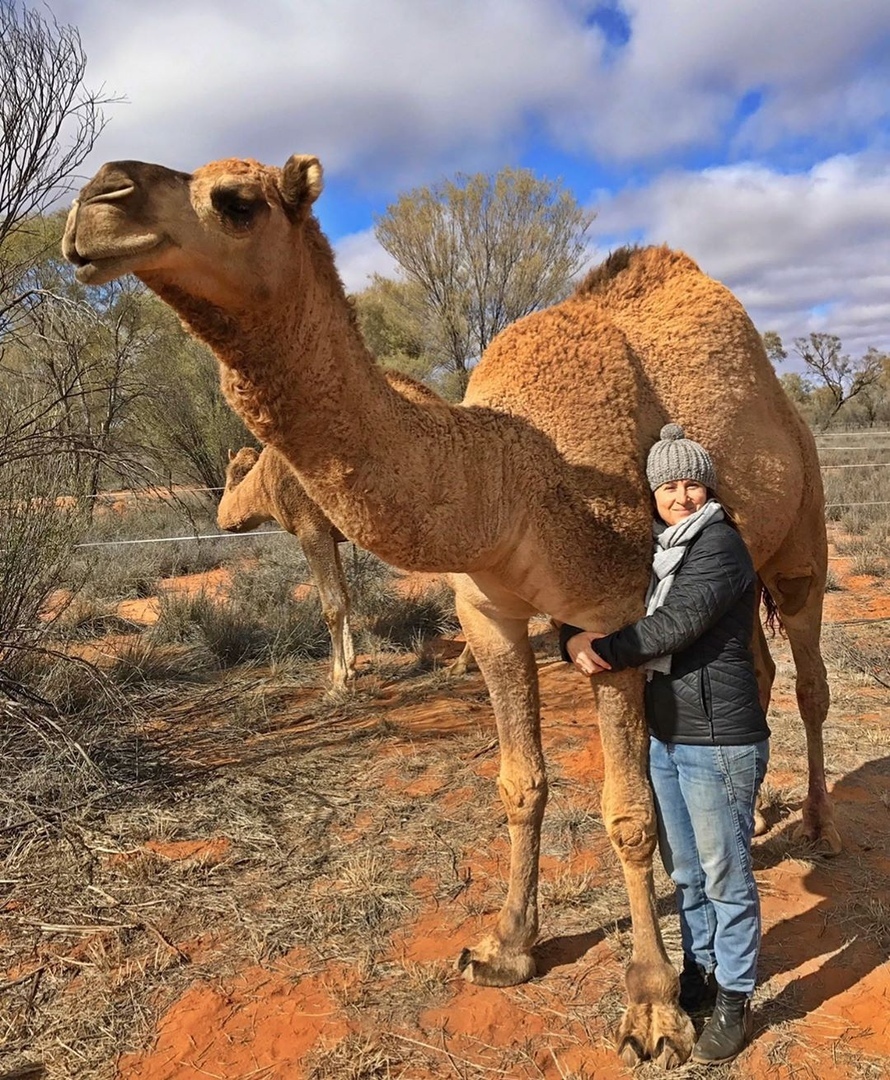 Animal News - Kangaroo, Animal Rescue, Wild animals, Milota, Help, Camels, Kindness, Australia, Longpost