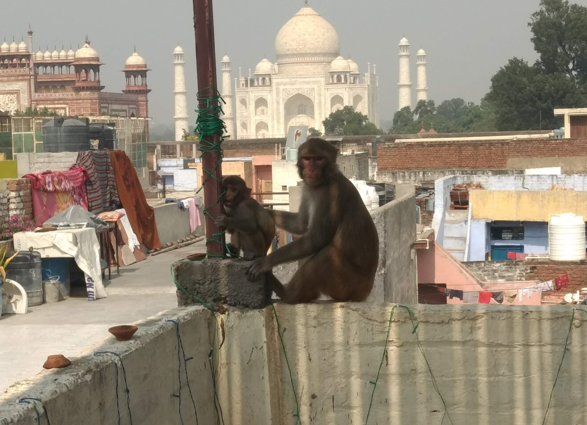 Traveling alone. India. Golden Triangle - My, India, Agra, Taj Mahal, Jaipur, Solo travel, Longpost