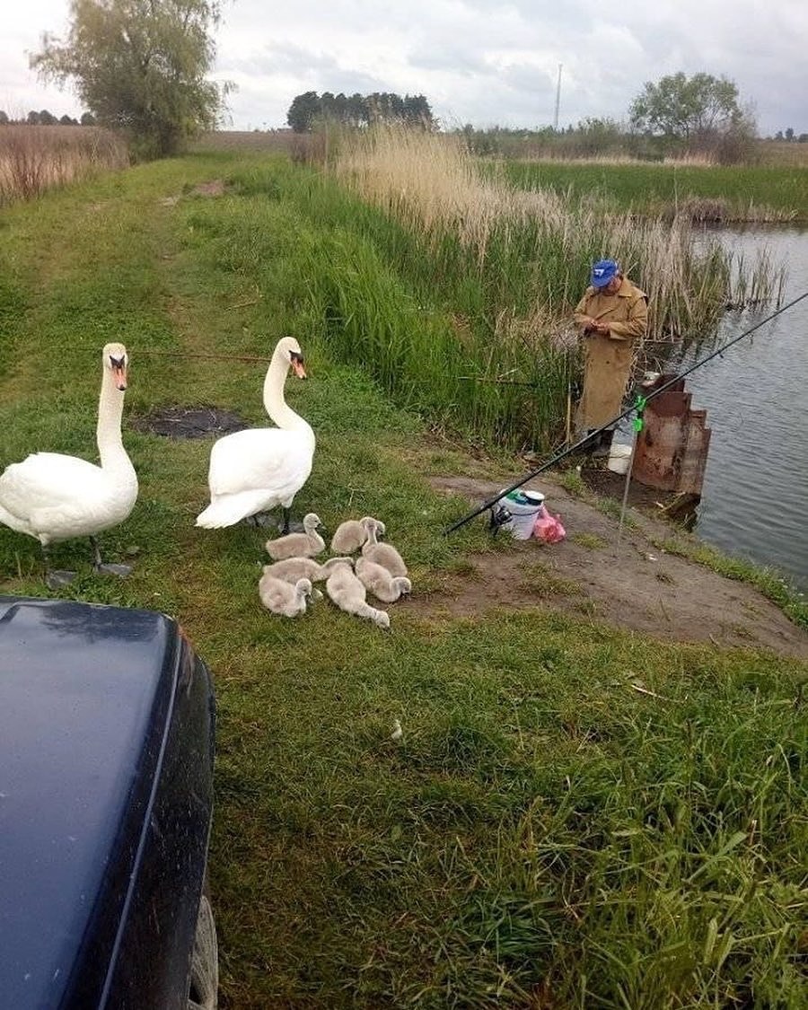 The guests are welcome - Nature, wildlife, Fishing, Birds, Swans, Water, Young