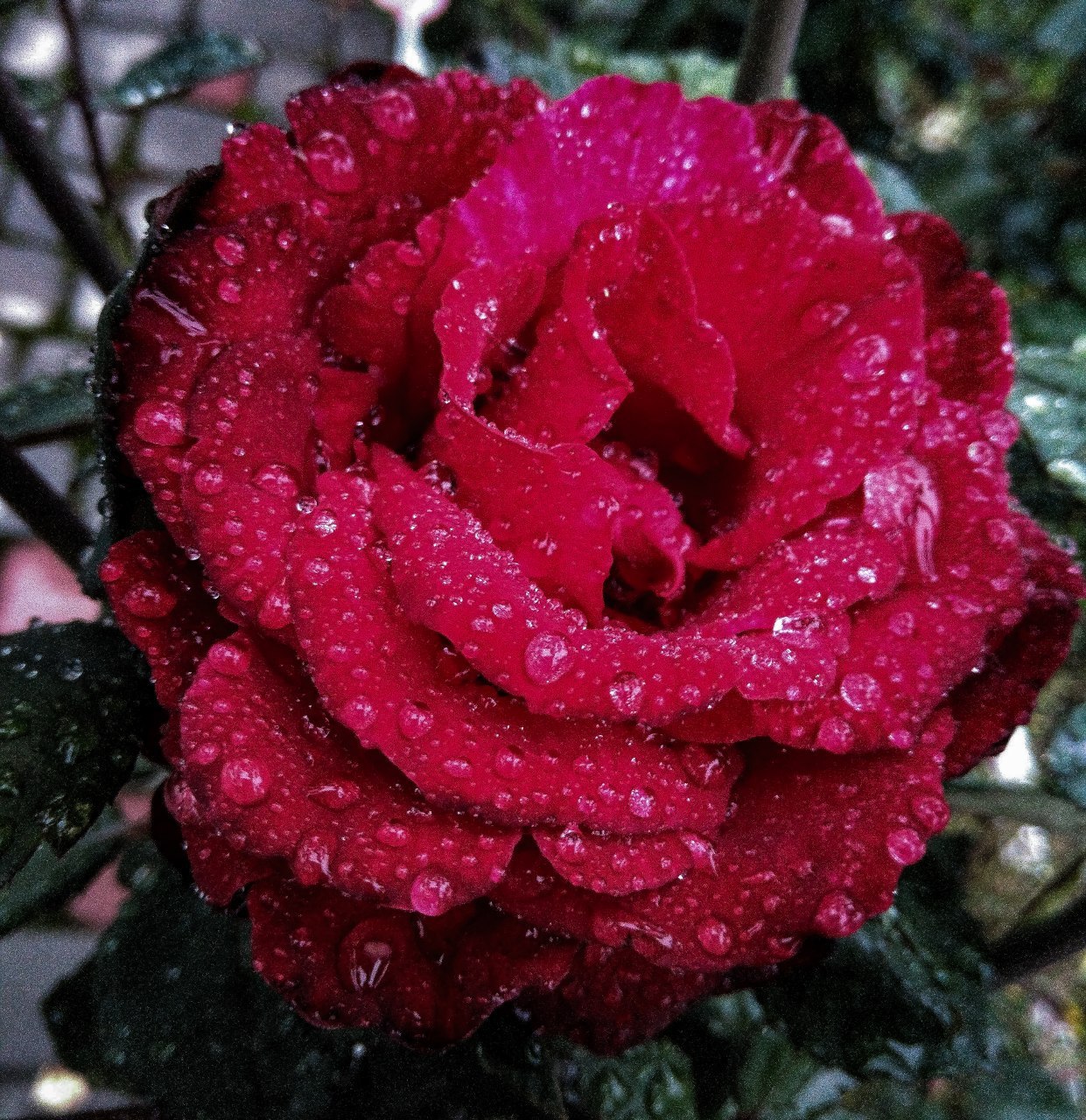 IT IS RAINING OUTSIDE - My, Rain, the Rose, Flowers