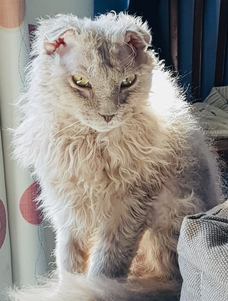 Continuation of the post “The fold-eared cat really needs help. St. Petersburg and Leningrad Region - My, cat, Animal Rescue, In good hands, Saint Petersburg, Leningrad region, Reply to post, Longpost