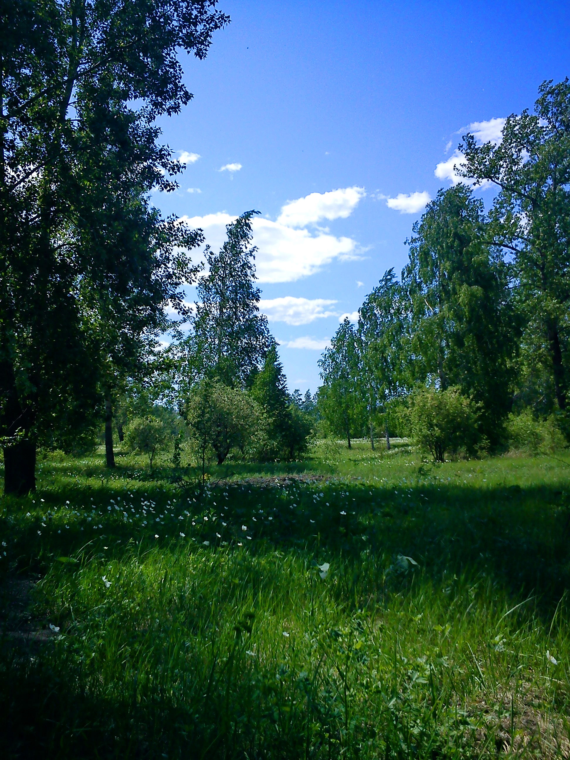 Magic Forest - My, Summer, Nature, Forest, Grass, The photo