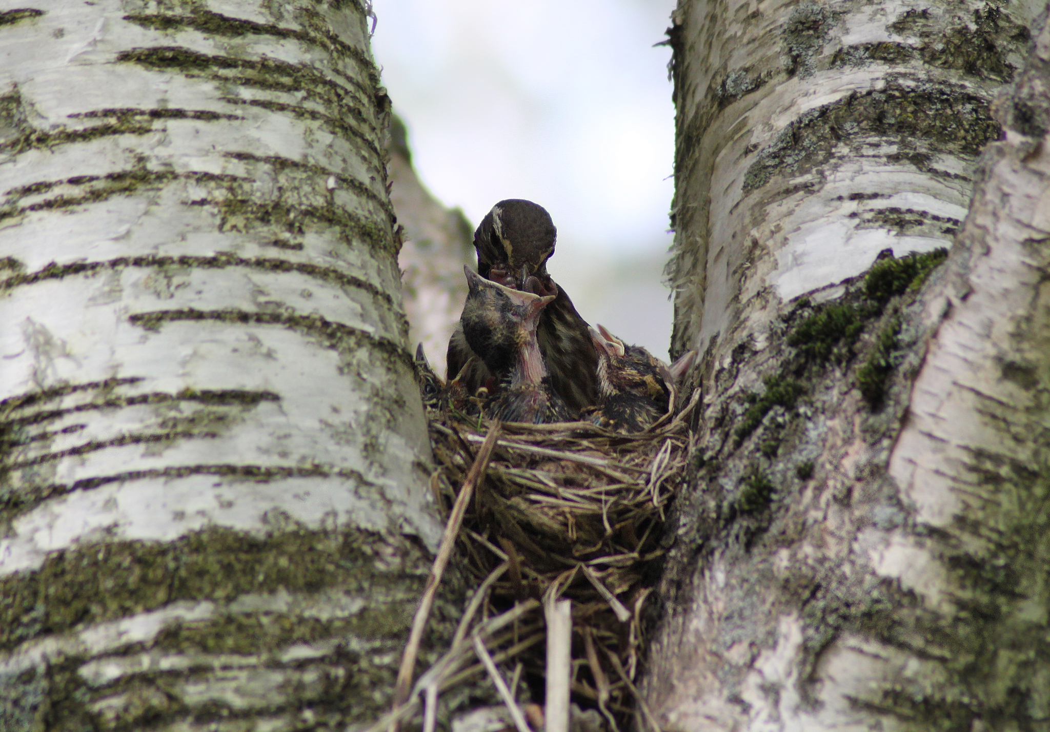 White-browed thrush: feeding chicks - My, Spring, Chick, Birds, Thrush, Nature, Longpost