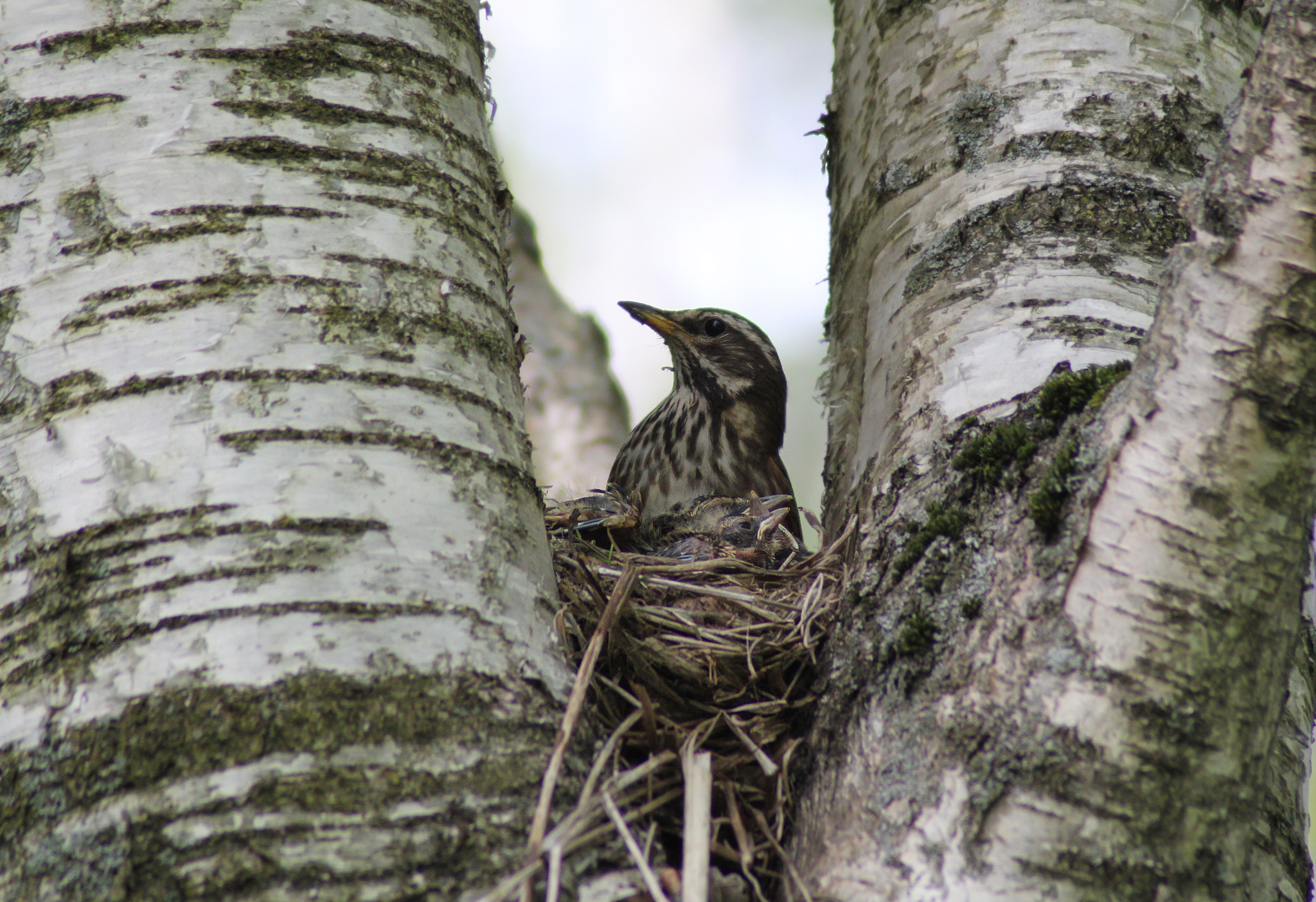 White-browed thrush: feeding chicks - My, Spring, Chick, Birds, Thrush, Nature, Longpost