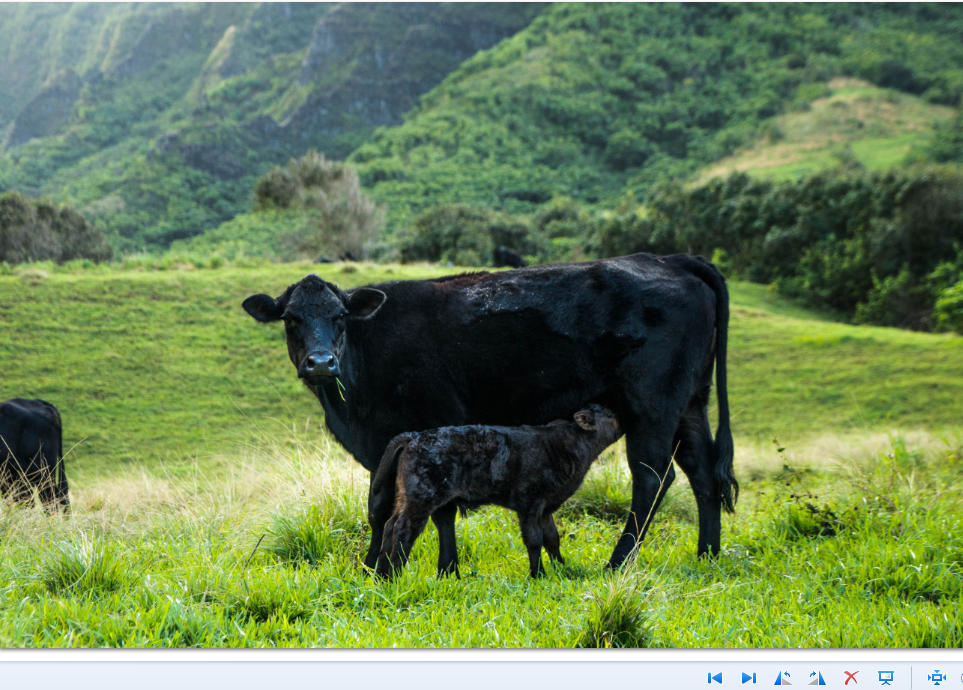 The birth of twins in cows: to rejoice or cry? - My, Cow, Farm, family farm, Fattening of bulls, Video, Longpost, Animals