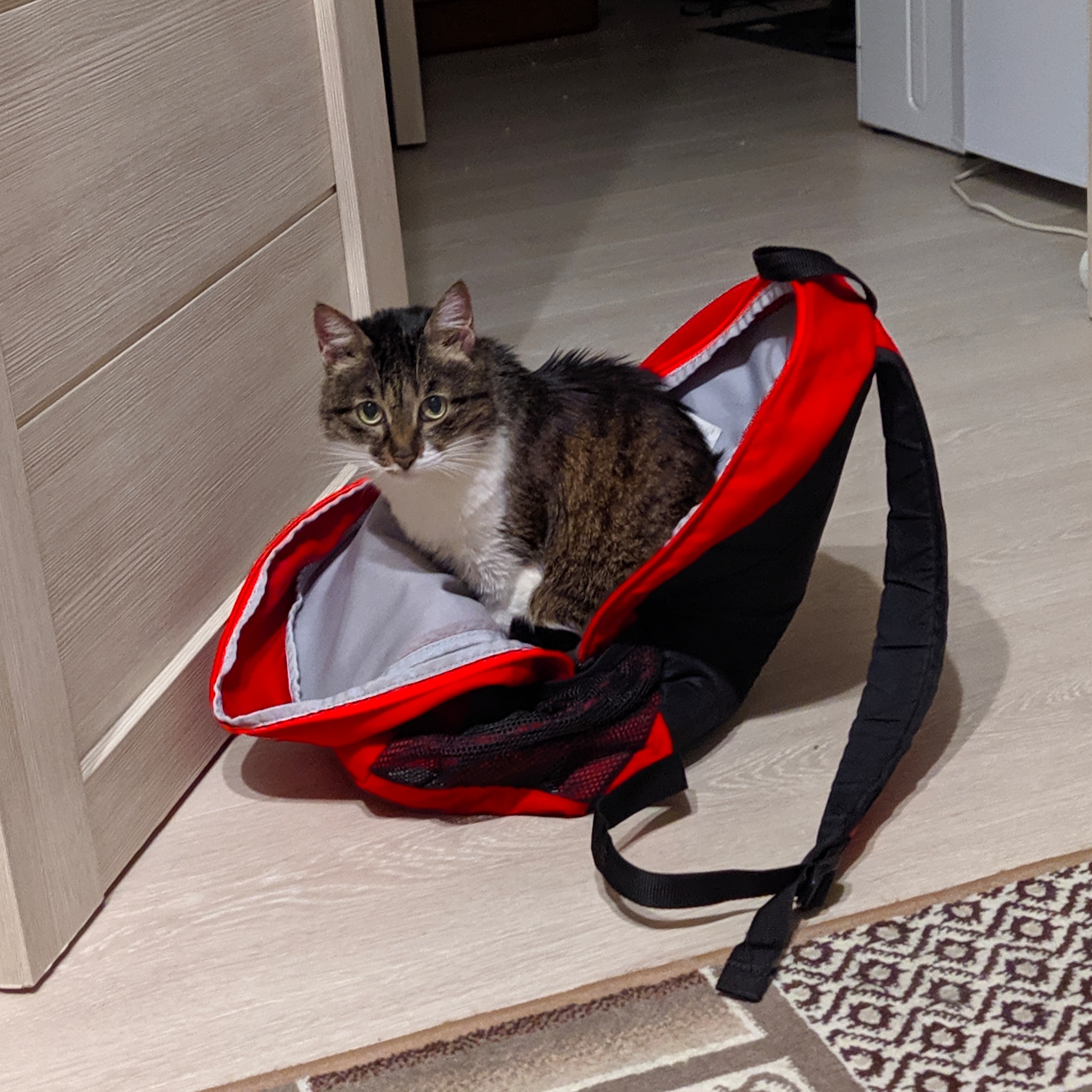 What are you watching? Go - My, cat, Backpack, Travels