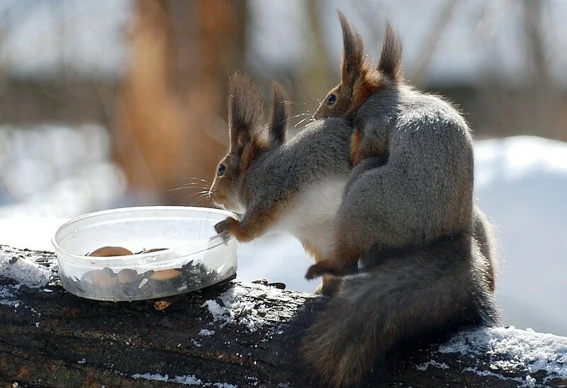 Squirrel: What is the forest silent about? The gloomy habits of a well-known rodent - Squirrel, Predator, Animal book, Longpost, Animals, Yandex Zen