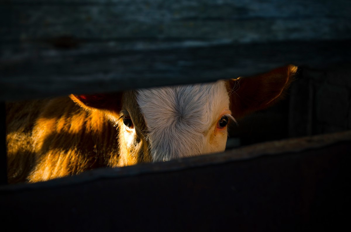 Nature of the Volgograd region - My, Volgograd region, Nature, Animals, Longpost