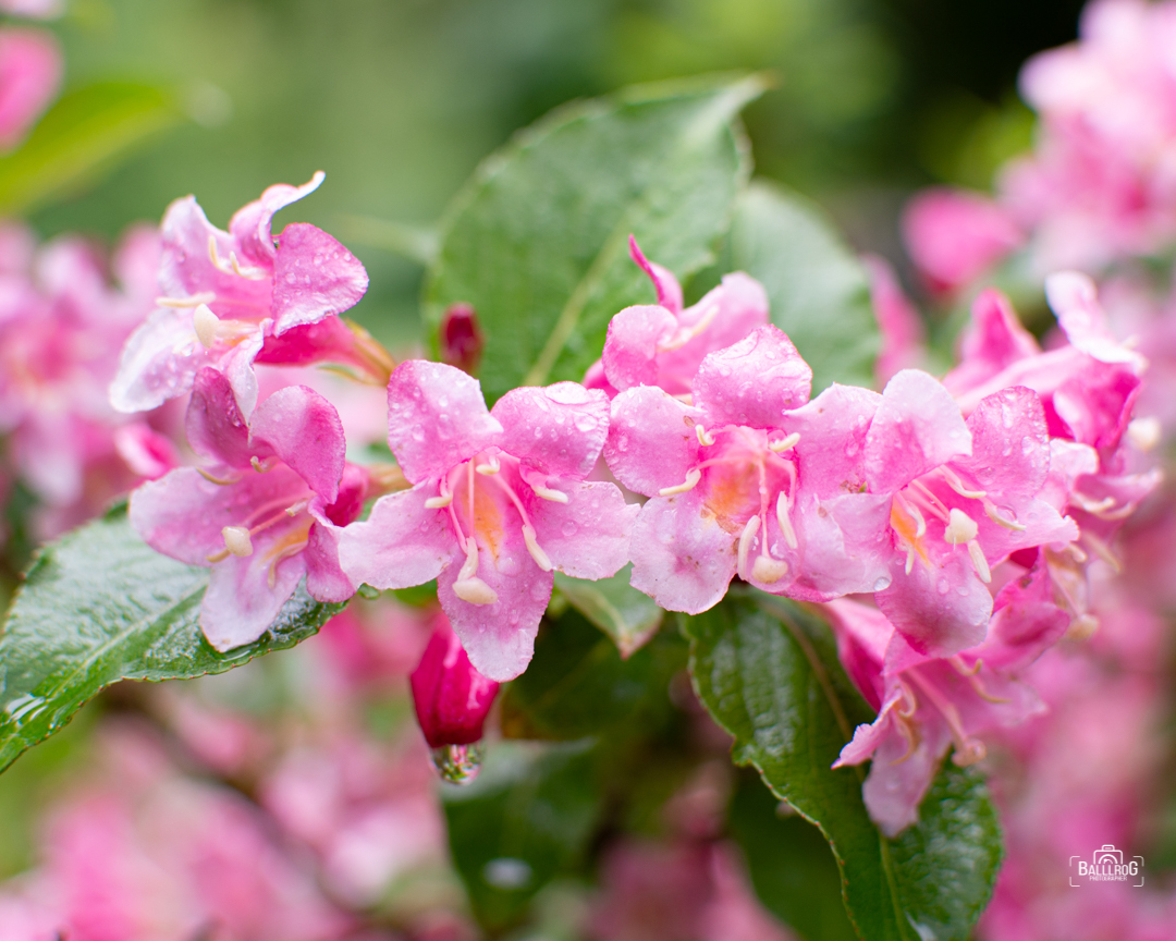 Weigela - My, The photo, Flowers, Nikon, Rain, Water drop