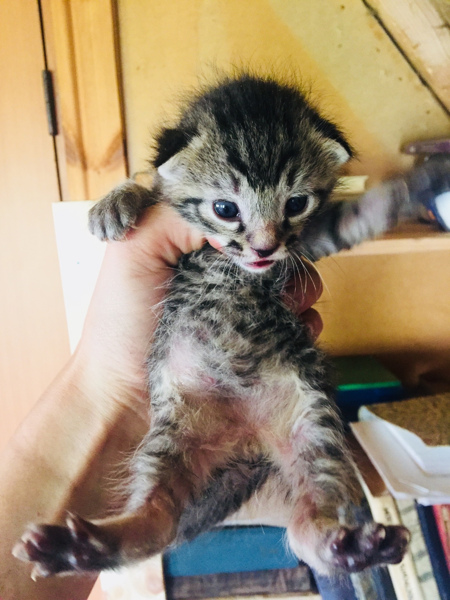 Continuation of the post “We took two cats who were caught for sterilization while pregnant. From stress they began to give birth. The kittens would be euthanized in the morning. - My, cat, Kittens, Video, Reply to post, Longpost