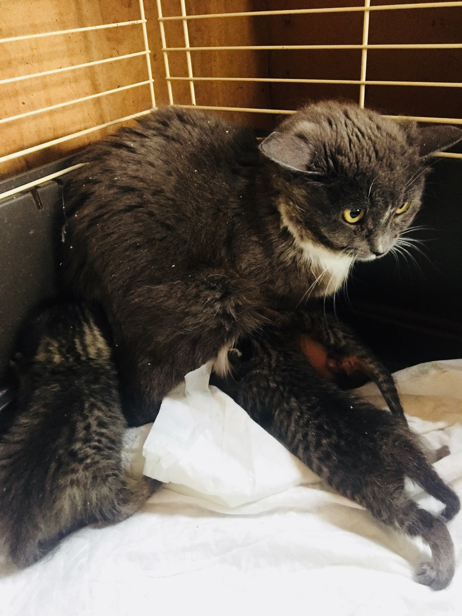 Continuation of the post “We took two cats who were caught for sterilization while pregnant. From stress they began to give birth. The kittens would be euthanized in the morning. - My, cat, Kittens, Video, Reply to post, Longpost