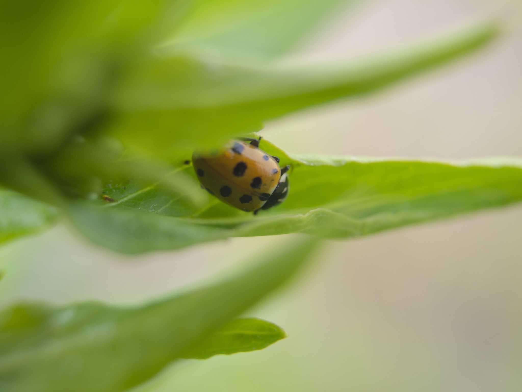 And then I'll become something new - My, Macro photography, Insects, Жуки, ladybug, Larva, Text, Longpost