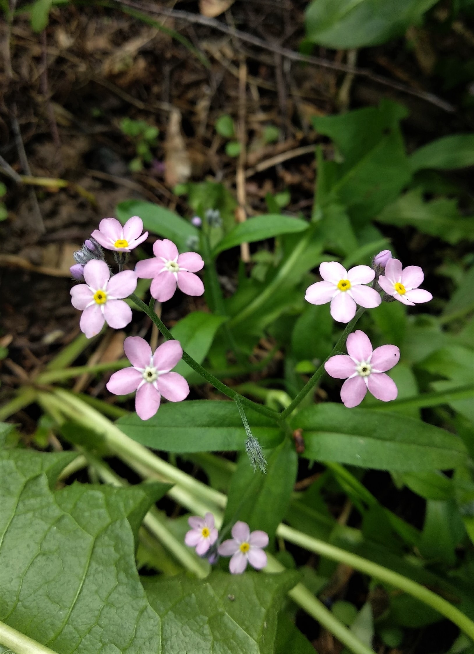 Another eco-walk through your favorite grove - My, Ecology, Don't litter!, Longpost