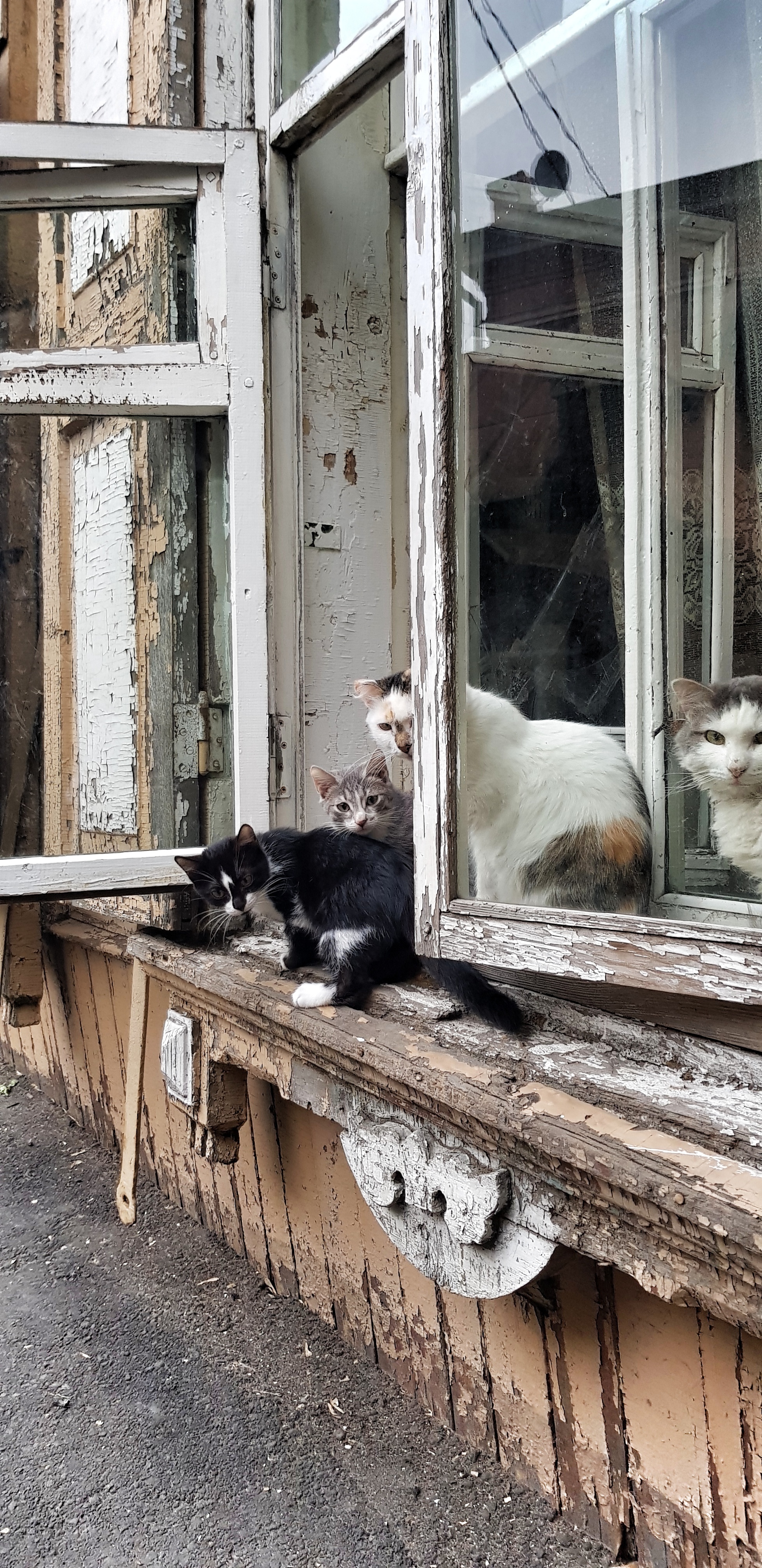 Seals of Irkutsk - My, cat, Irkutsk, Longpost