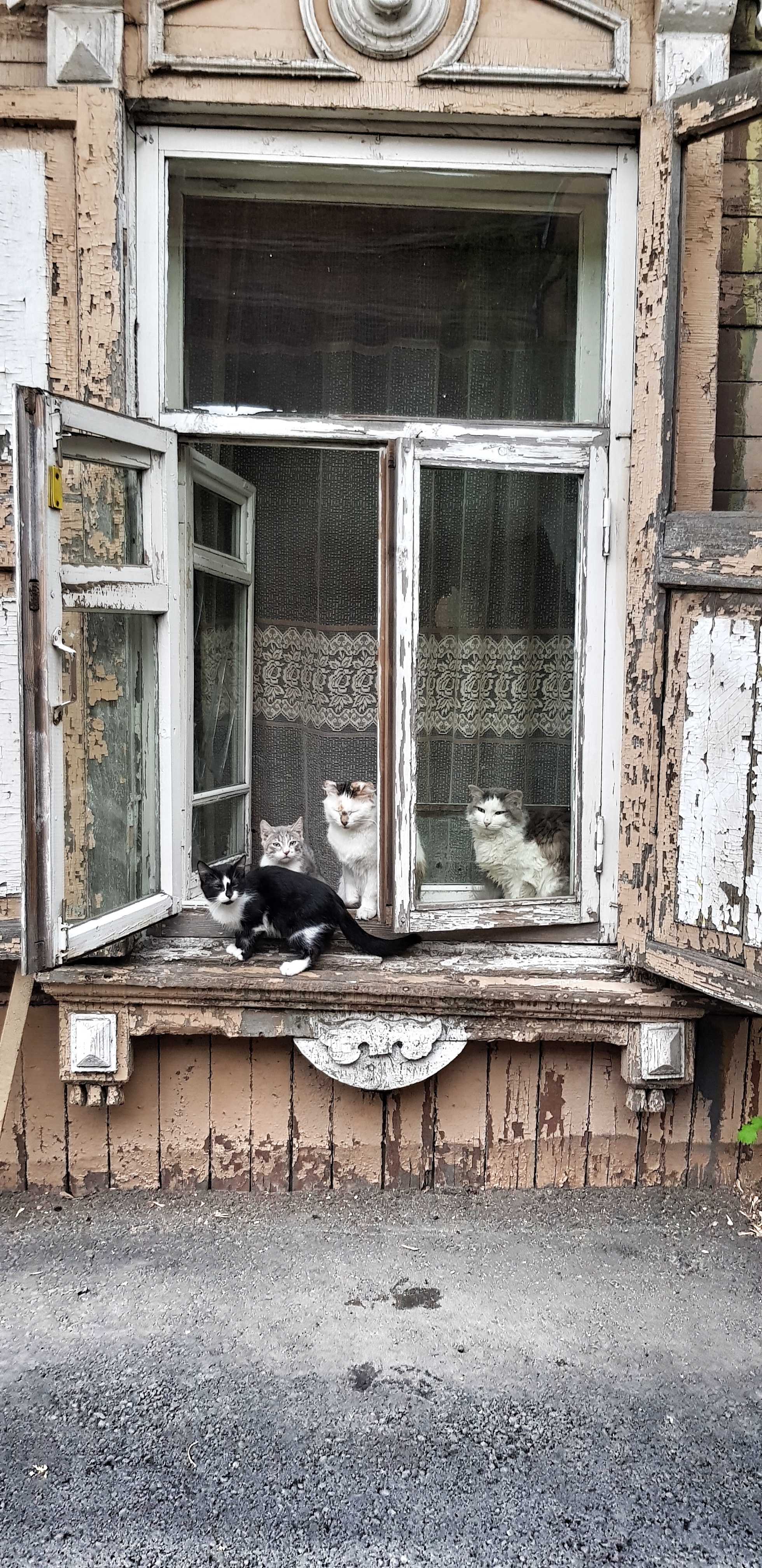 Seals of Irkutsk - My, cat, Irkutsk, Longpost