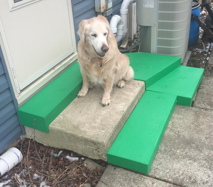 “It became difficult for my old man to climb stairs and I decided to make his life a little easier.” - Dog, The photo, Stairs, Animals, Friend, Old age