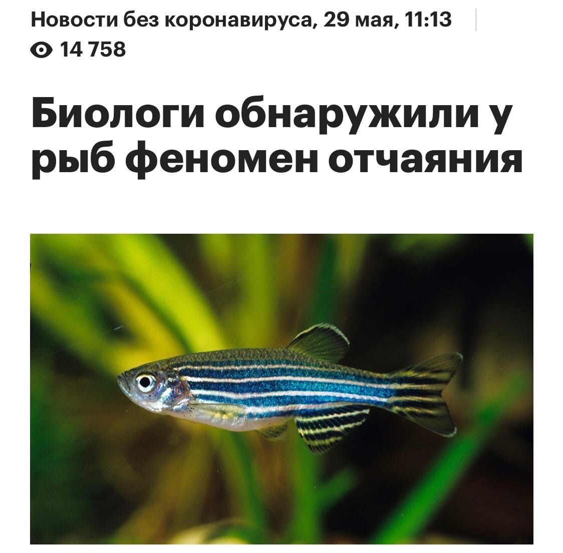 If a caught fish is silent, this does not mean that it has nothing to say - news, A fish