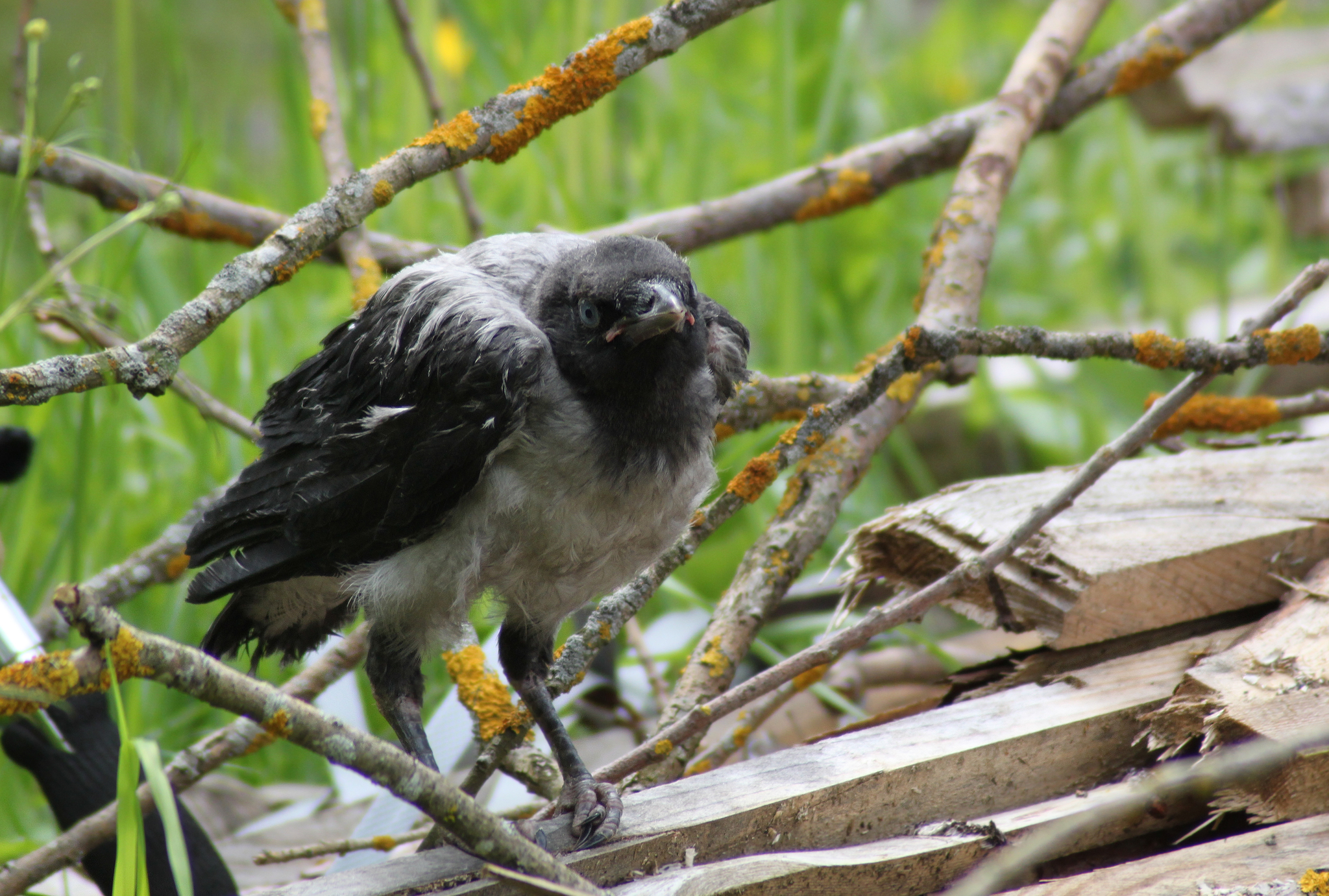 Little Crow's First Journey - My, Birds, Crow, Cell, Bird watching, Longpost