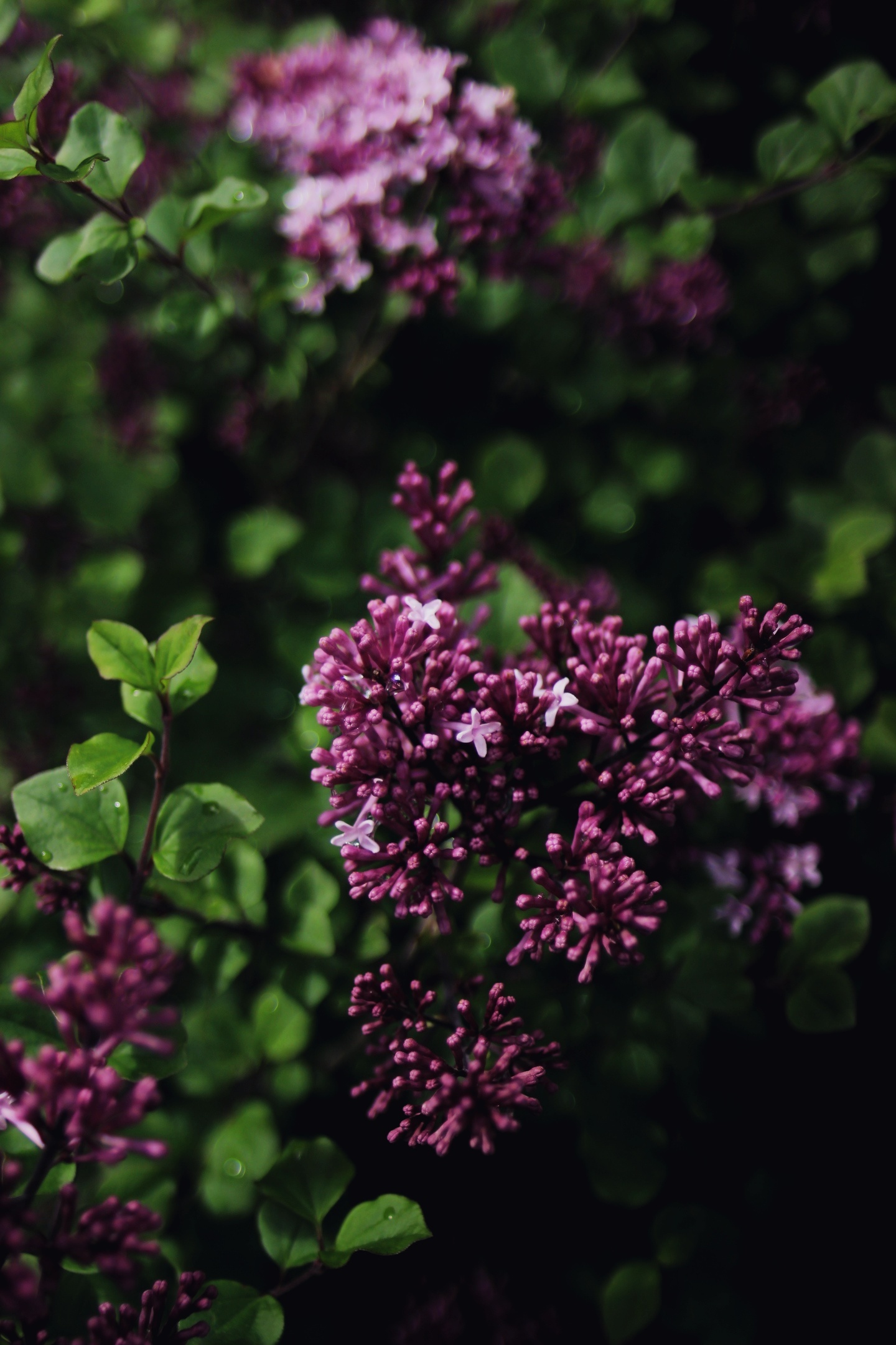 After the rain - My, Plants, The photo, Nature, Moscow, Relax, Longpost