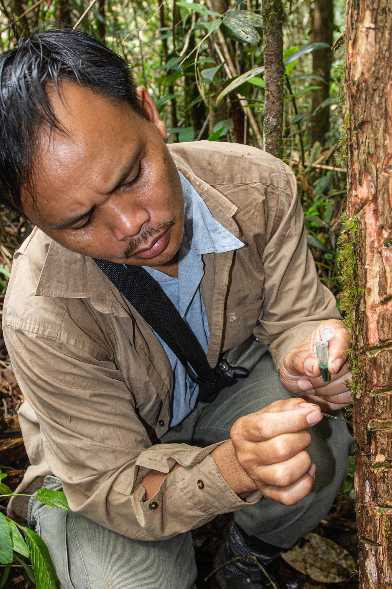 On a farm where metal is extracted from plants - My, Plants, Botany, Nickel, Mining, Malaysia, Borneo, Translation, Longpost