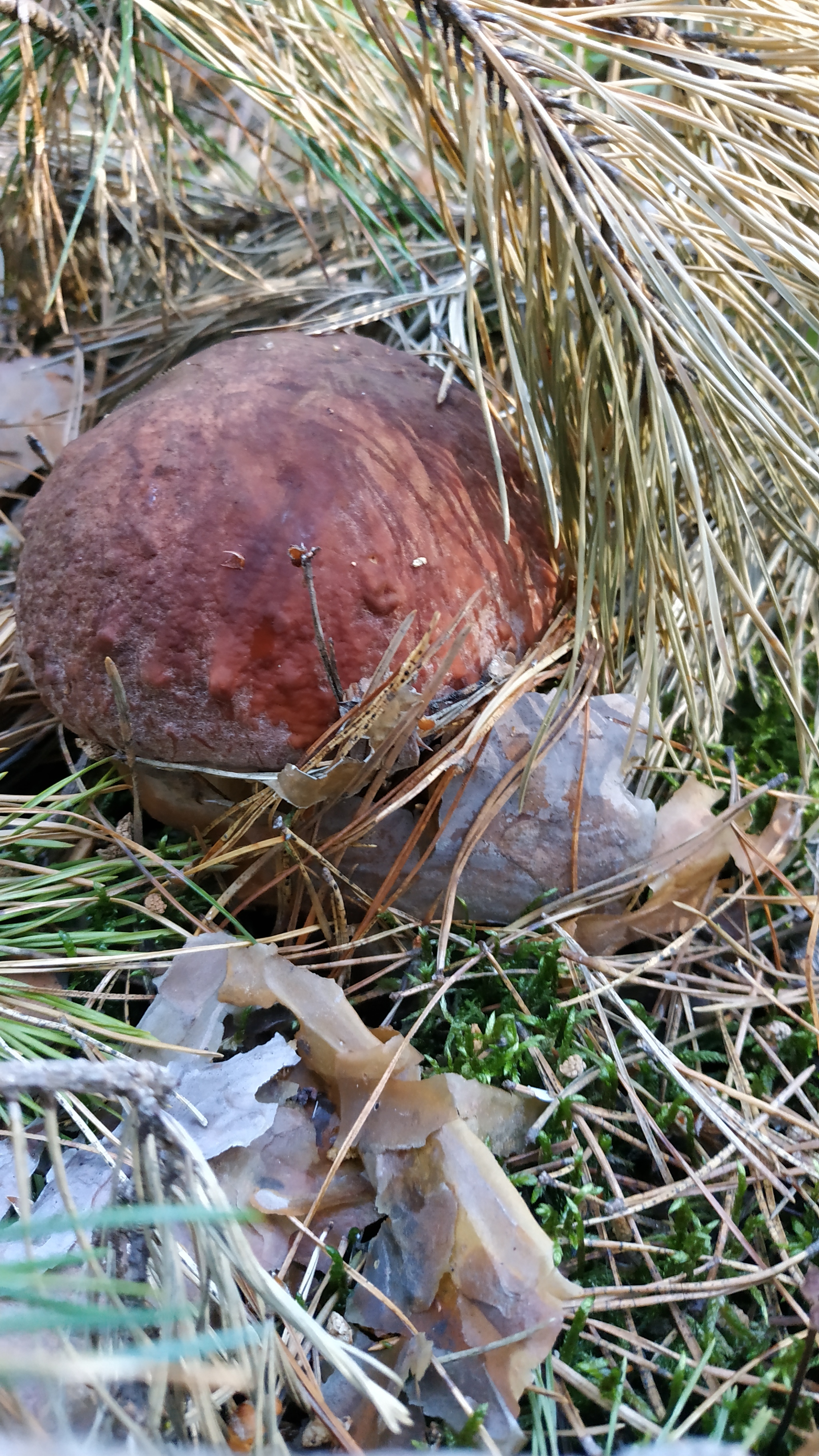 Mushrooms-2 - My, Walk in the woods, Mushrooms, Borovichki, Longpost