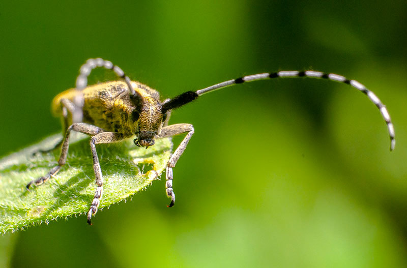 Have a nice walk - My, Insects, Macro photography, Nature, Longpost