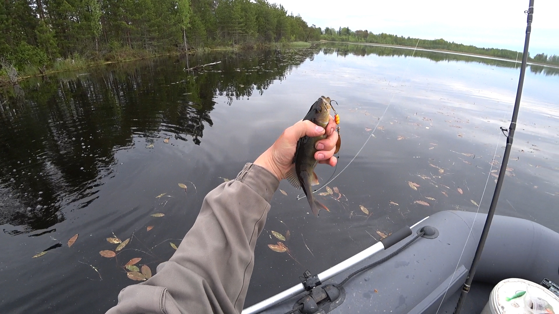 Fishing for pike and perch on spinners - My, Pike, Perch, Spinning, A boat, Video, Fishing
