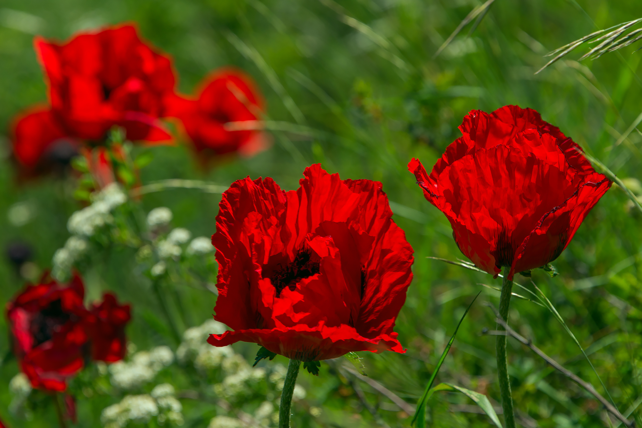 Beshtaugorsky relic poppies - My, Poppy, Beshtaugorsky Reserve, The rocks, Red Book, Relics, Longpost