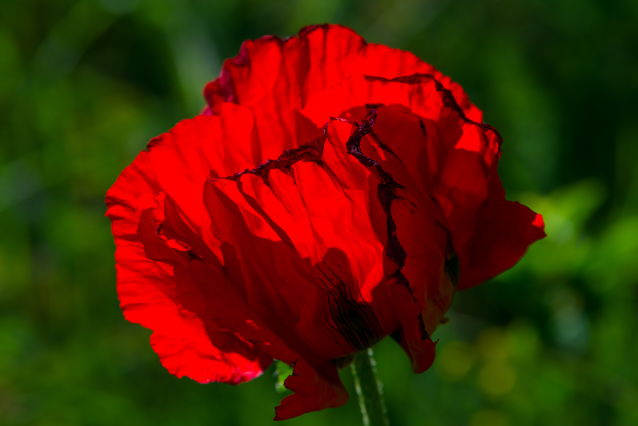 Beshtaugorsky relic poppies - My, Poppy, Beshtaugorsky Reserve, The rocks, Red Book, Relics, Longpost