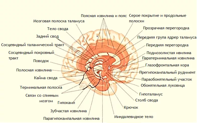Лимбическая структура мозга. Лимбическая система головного мозга состав. Лимбическая система структуры. Лимбическая система головного мозга состав схема. Лимбическая система структуры конечного мозга.