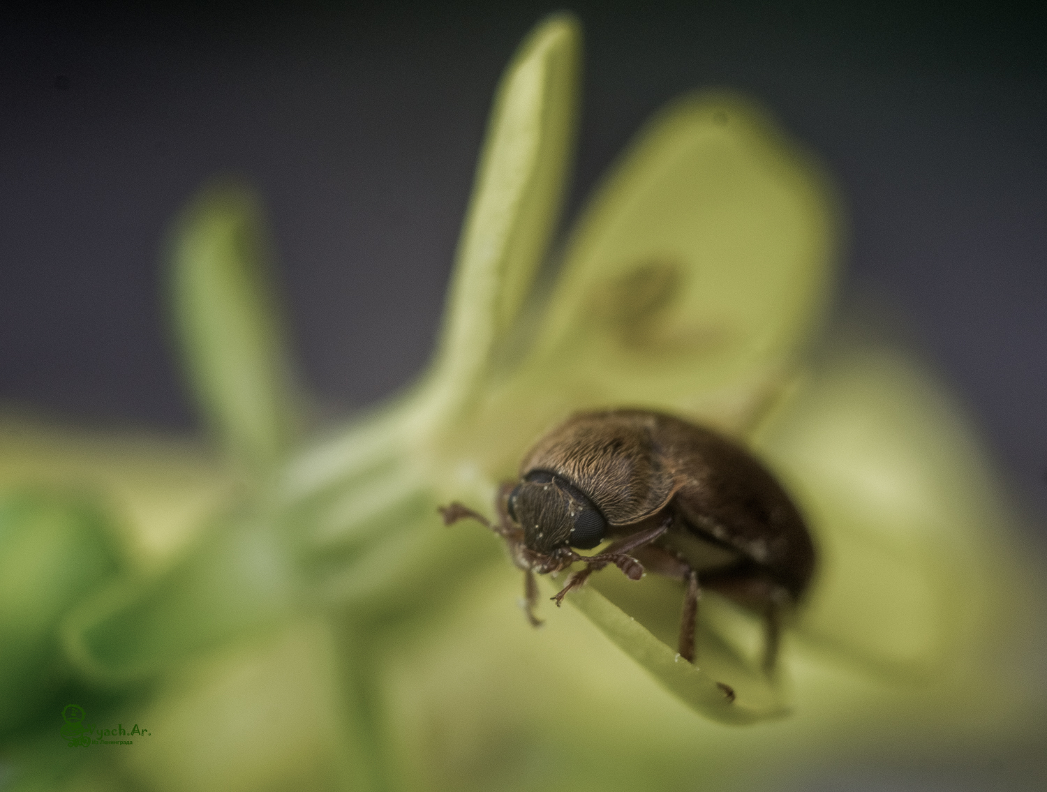 Took a walk today - My, Walk, The photo, Saint Petersburg, Insects, Longpost