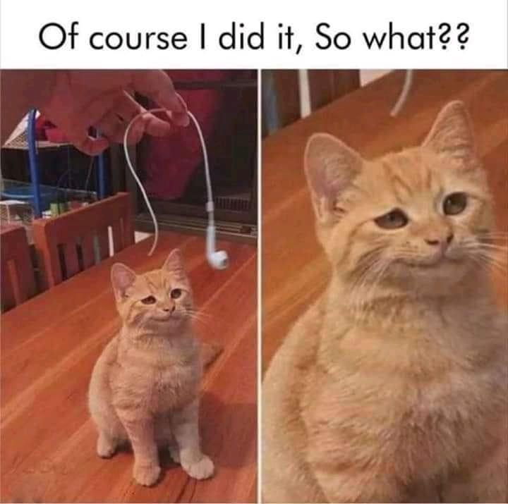 Well yes, I did that. So what? - cat, Headphones, Breaking, Pests, Impudence, Reddit, Picture with text