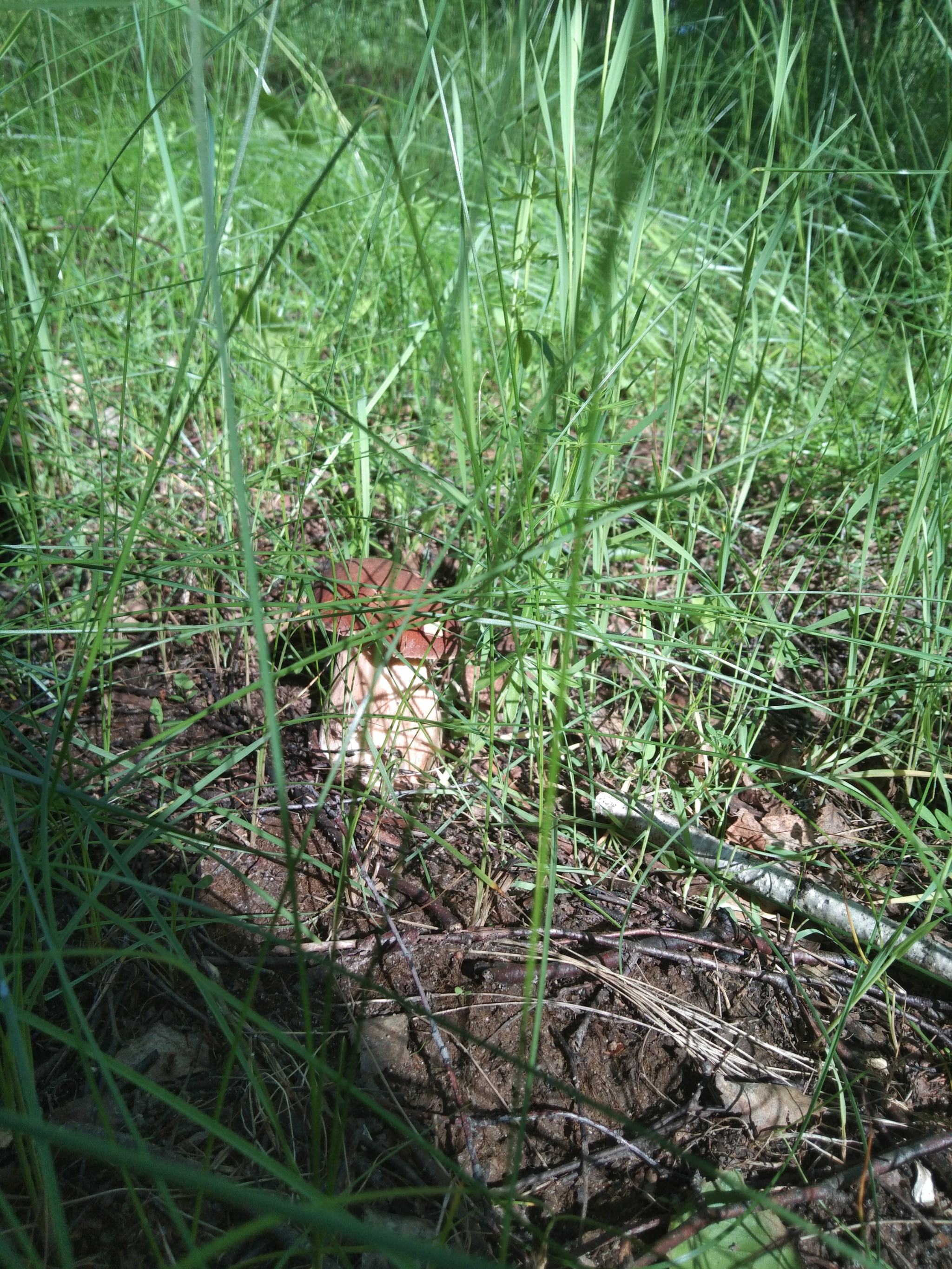 Porcini mushrooms, 10.06 - My, Tula region, Mushrooms, Mushroom pickers, Silent hunt, Longpost